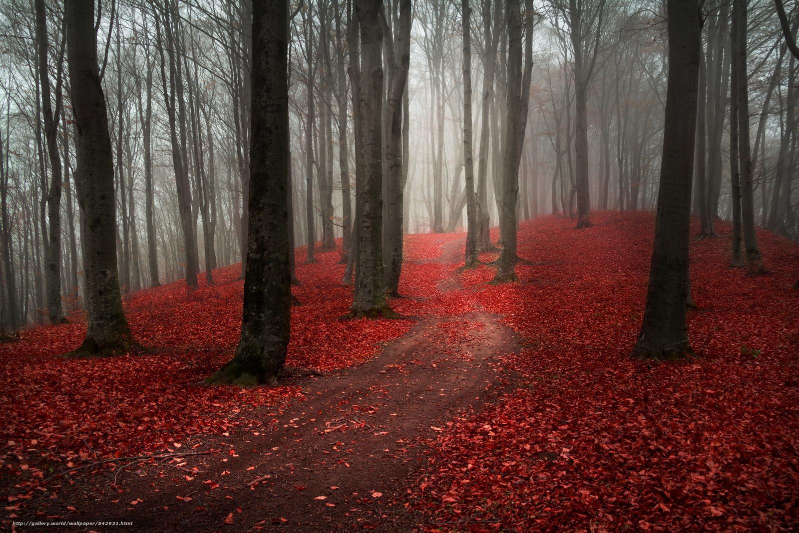 Download wallpaper Foggy, misty, autumn, forest free desktop