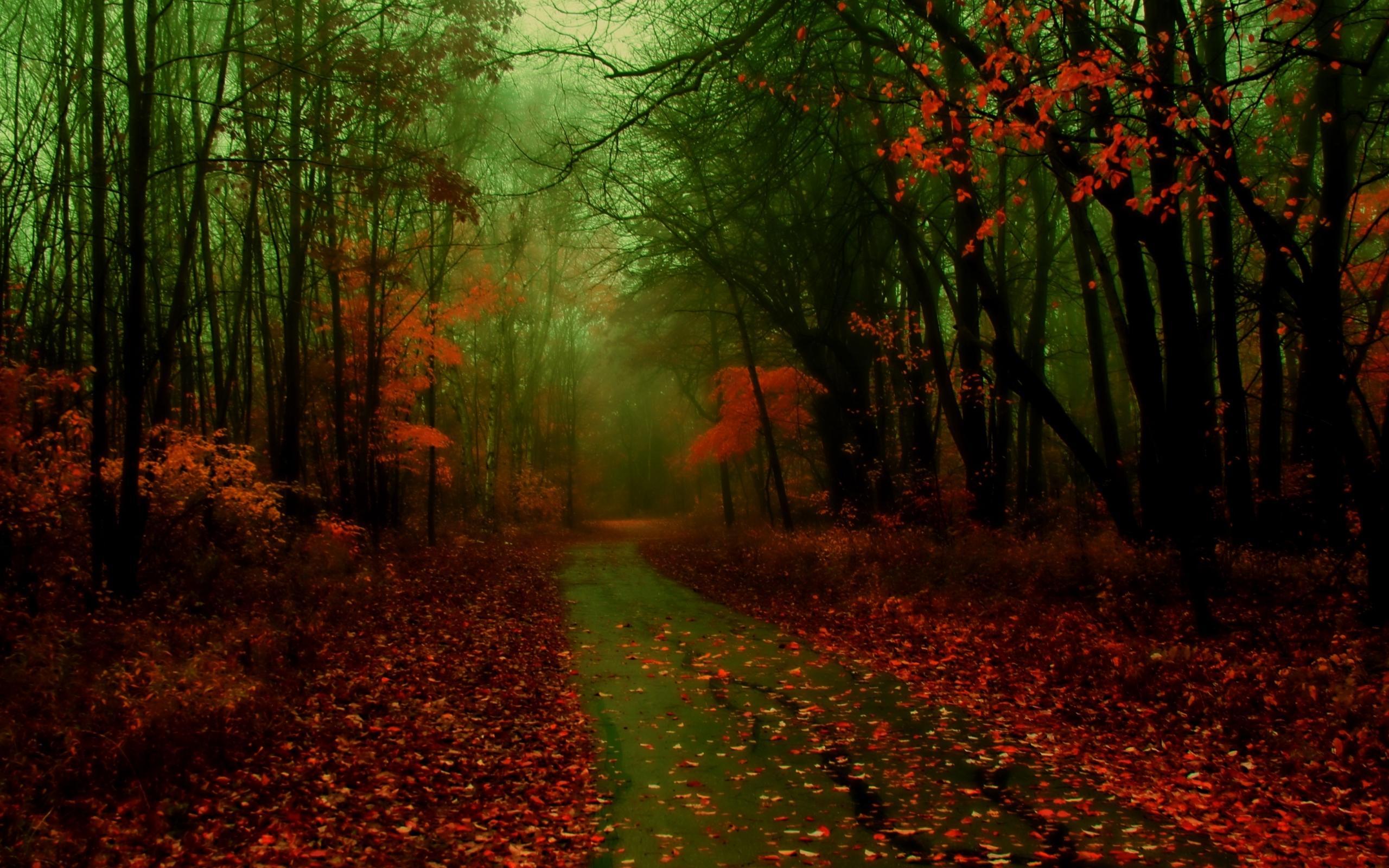 Misty Autumn Mac Wallpaper Download
