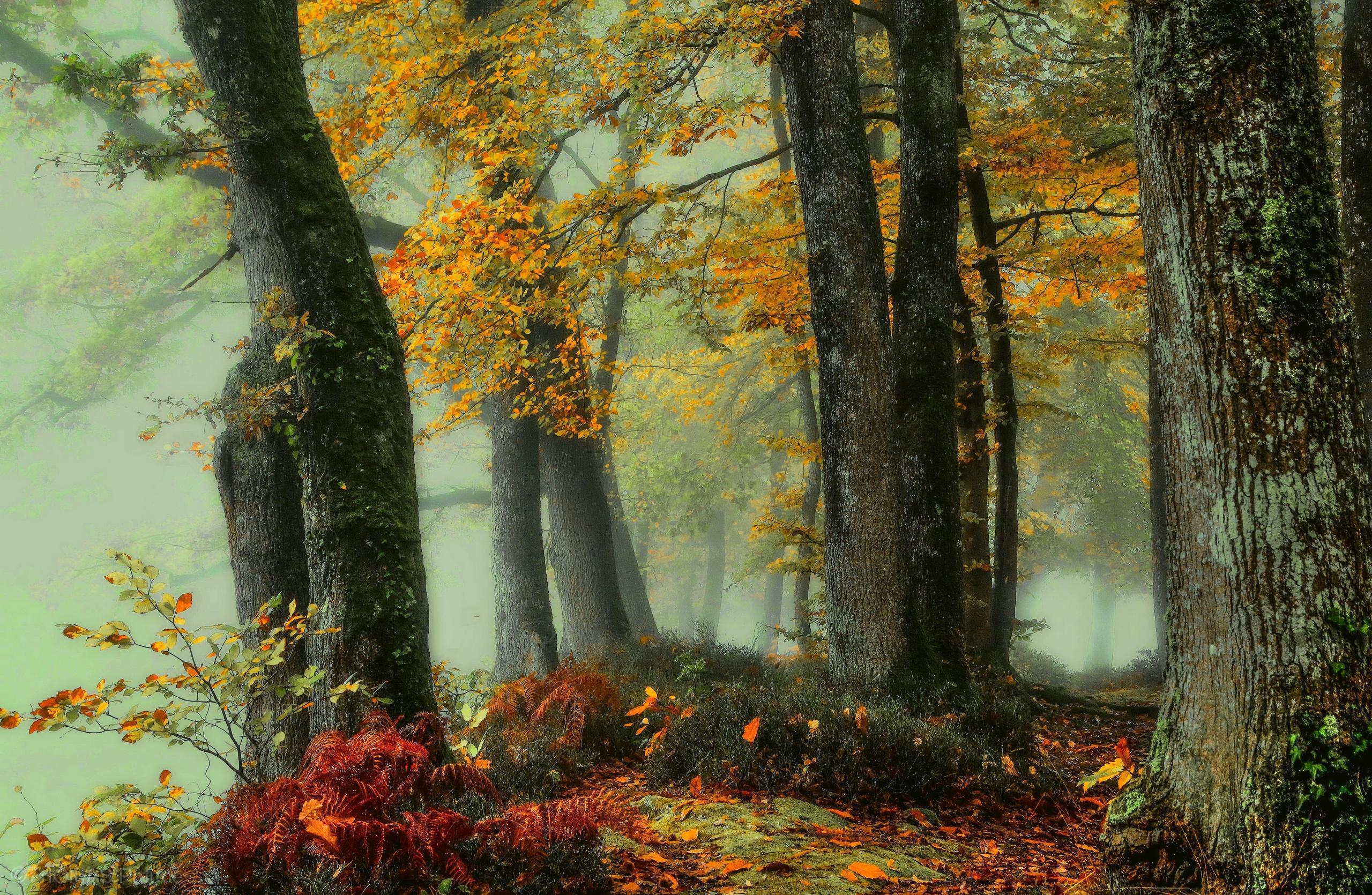 Misty Autumn Forest HD Wallpaper. Background Image