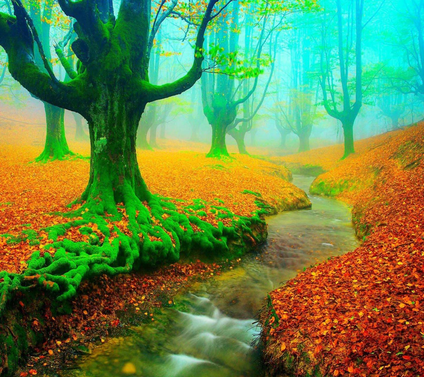 Misty Autumn Forest Wallpaper