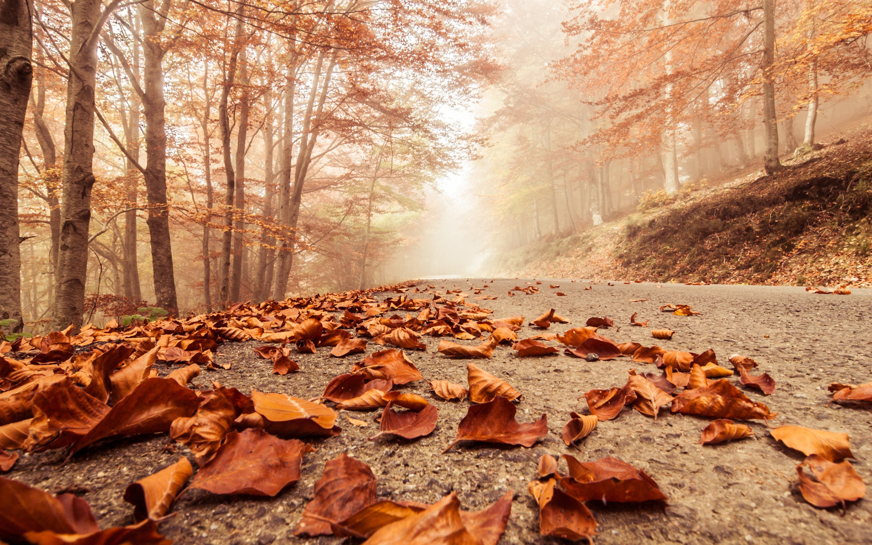misty, Foggy, Road, Autumn, Beech, Landscape, Macro