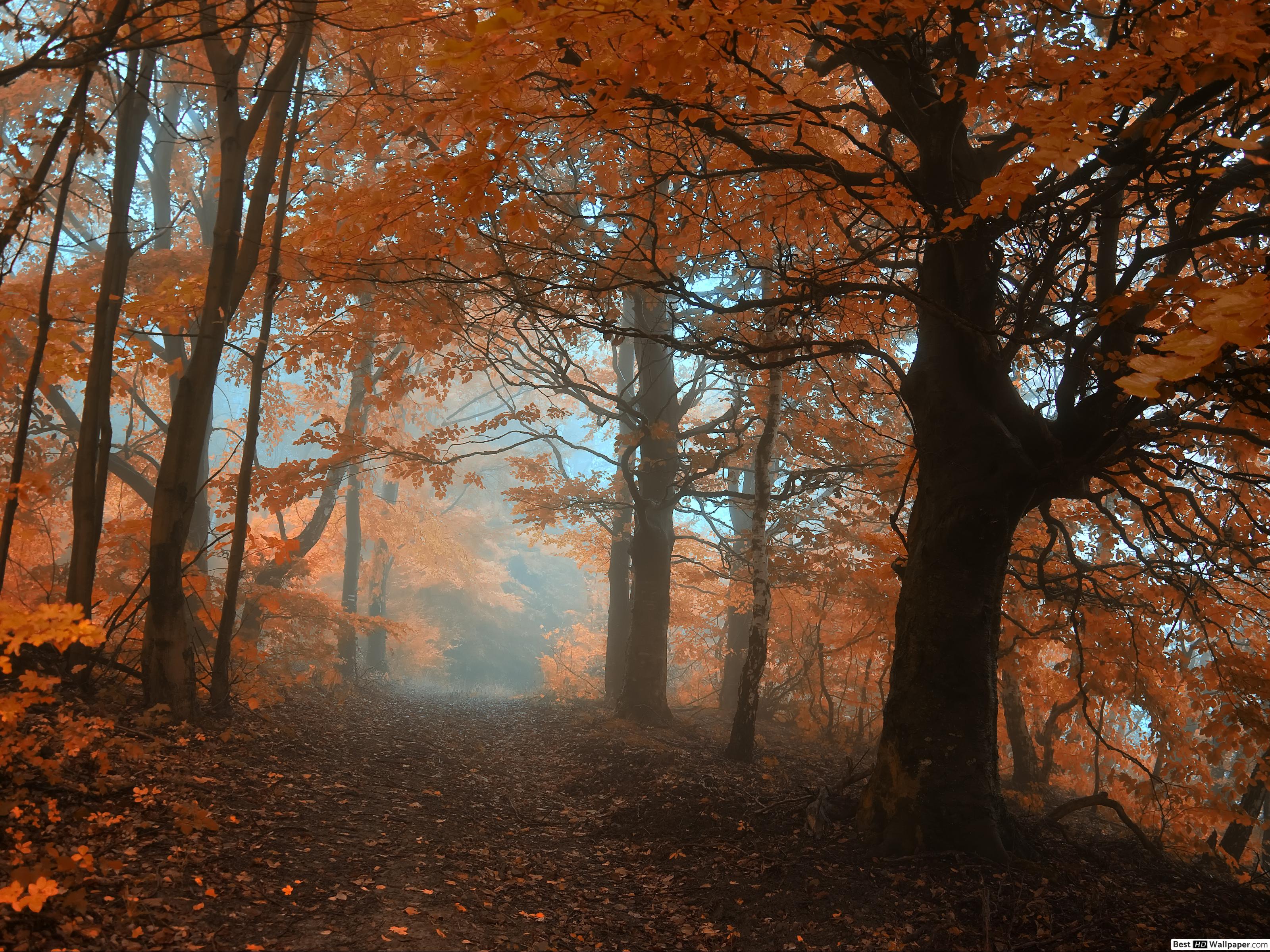 Misty Autumn Forest HD wallpaper download