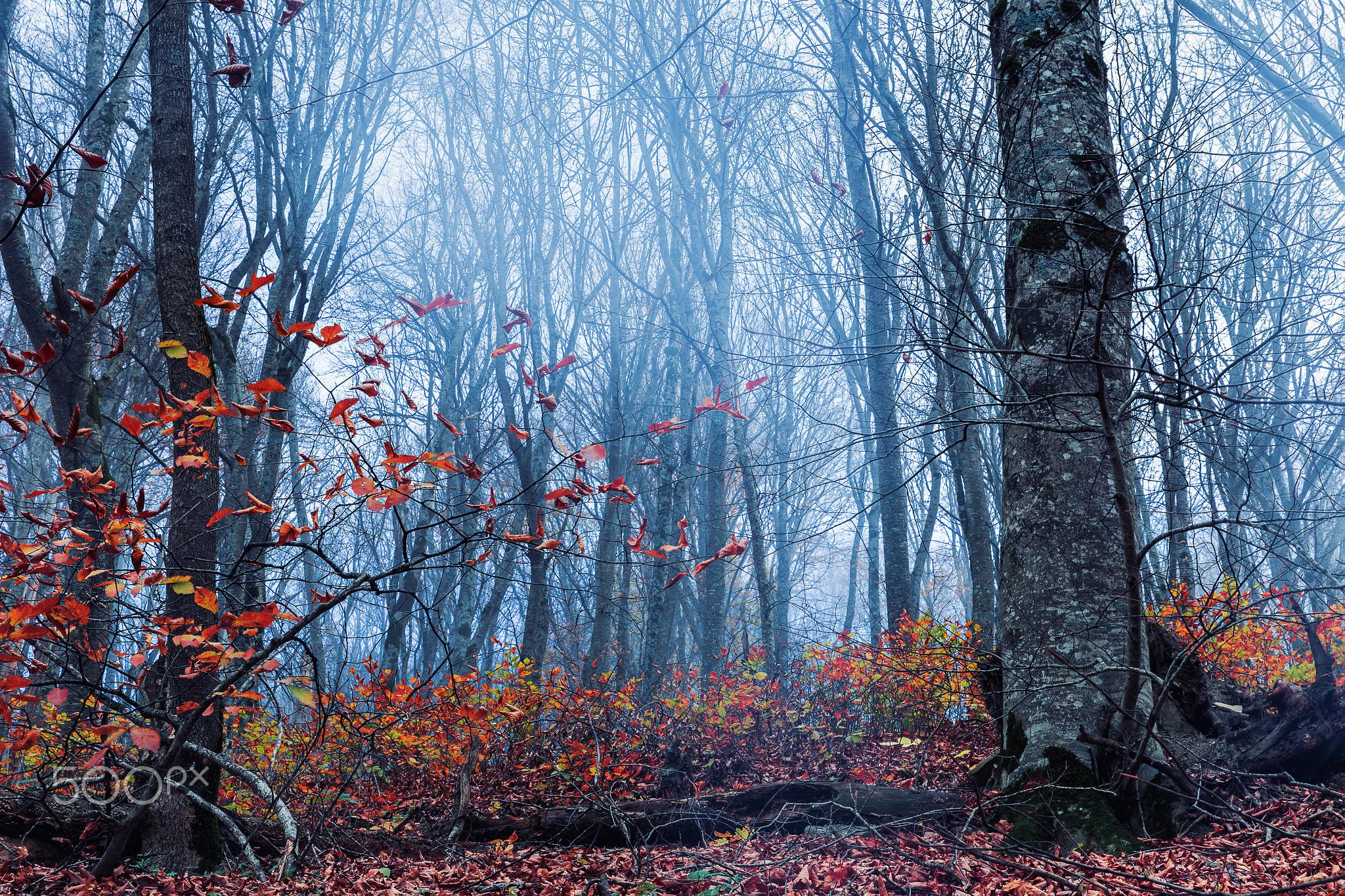 Misty Autumn Forest Wallpaper HD / Desktop and Mobile