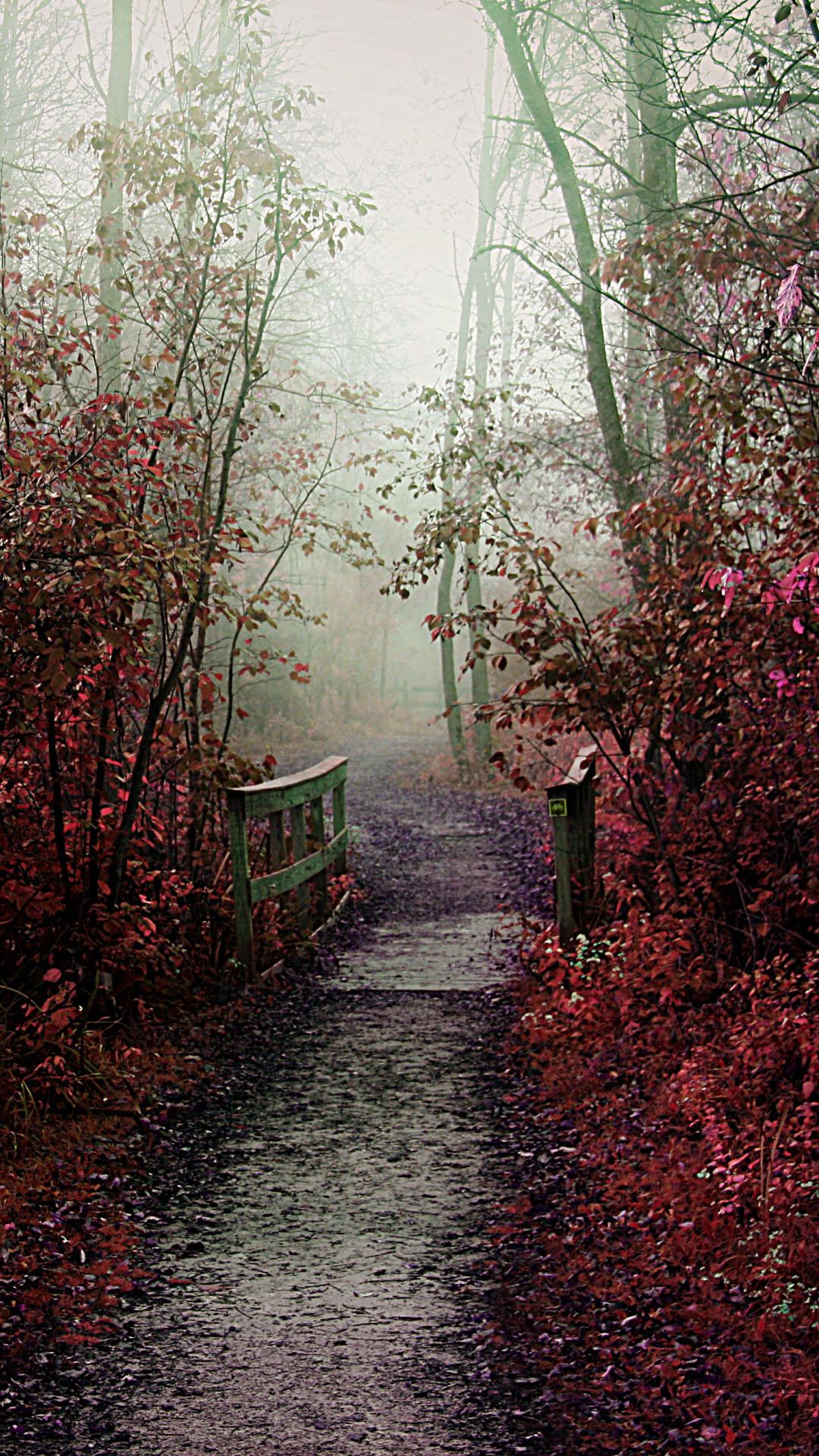 Misty Autumn Path iPhone 6 Plus HD Wallpaper HD