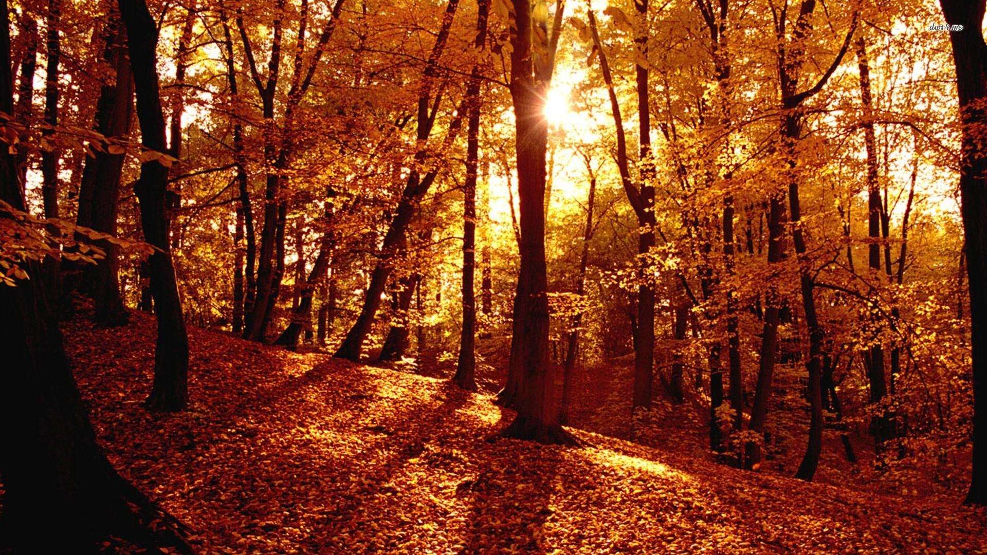 100% HDQ Autumn Forest Wallpaper. DeskK HD Background