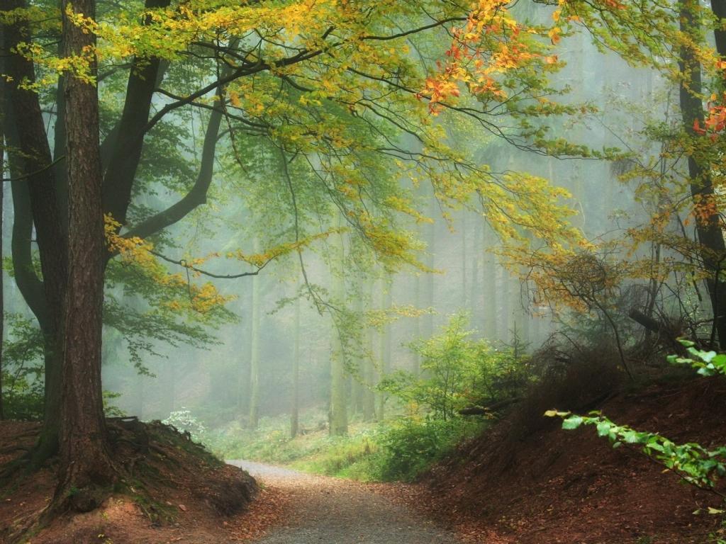 of misty 4K wallpaper for your desktop or mobile screen