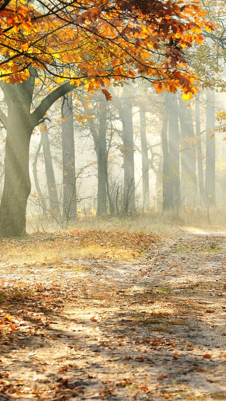 road, landscape, leaves, nature, beautiful, autumn