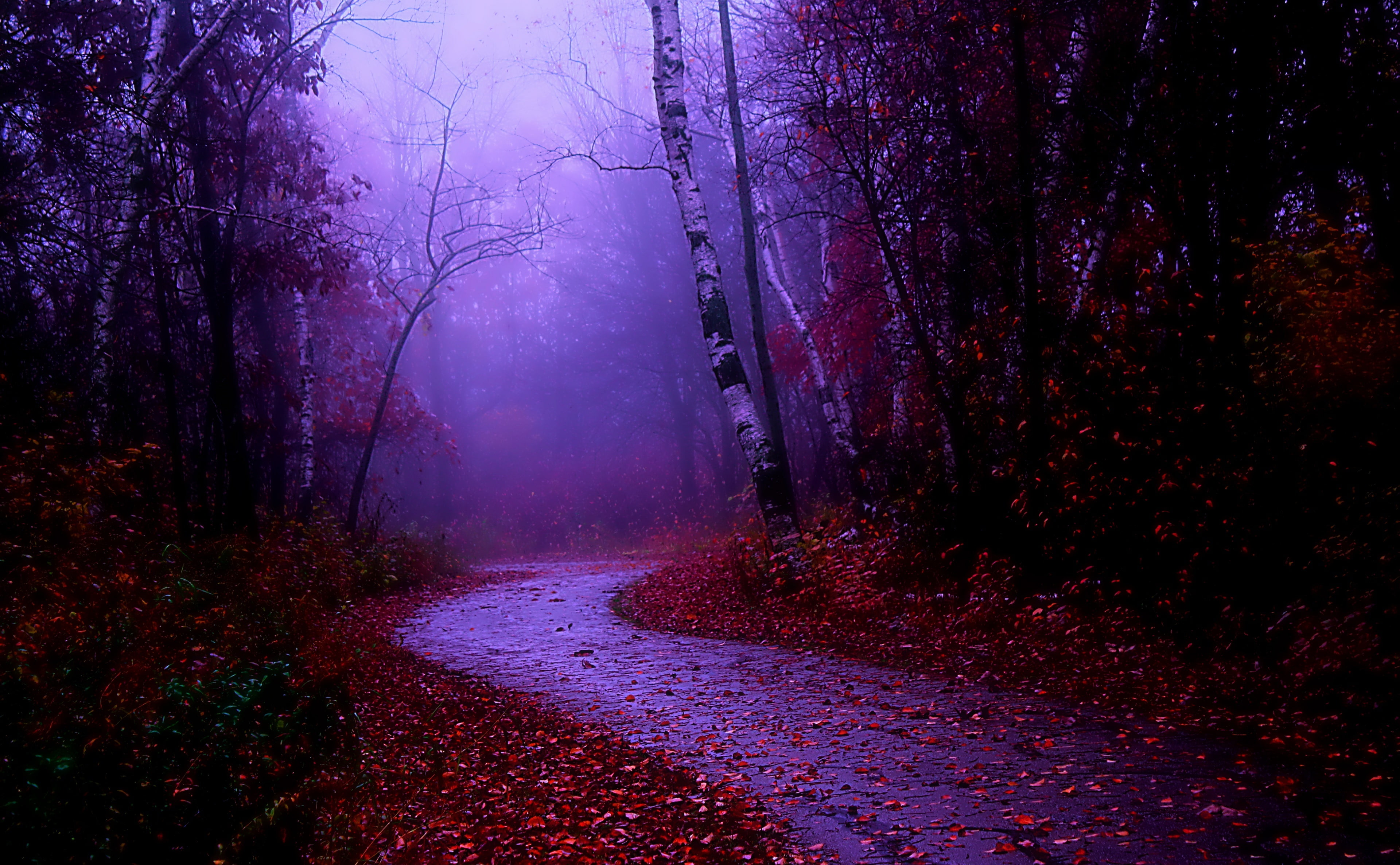 HD wallpaper: Misty Morning Walk, forest trail, Seasons