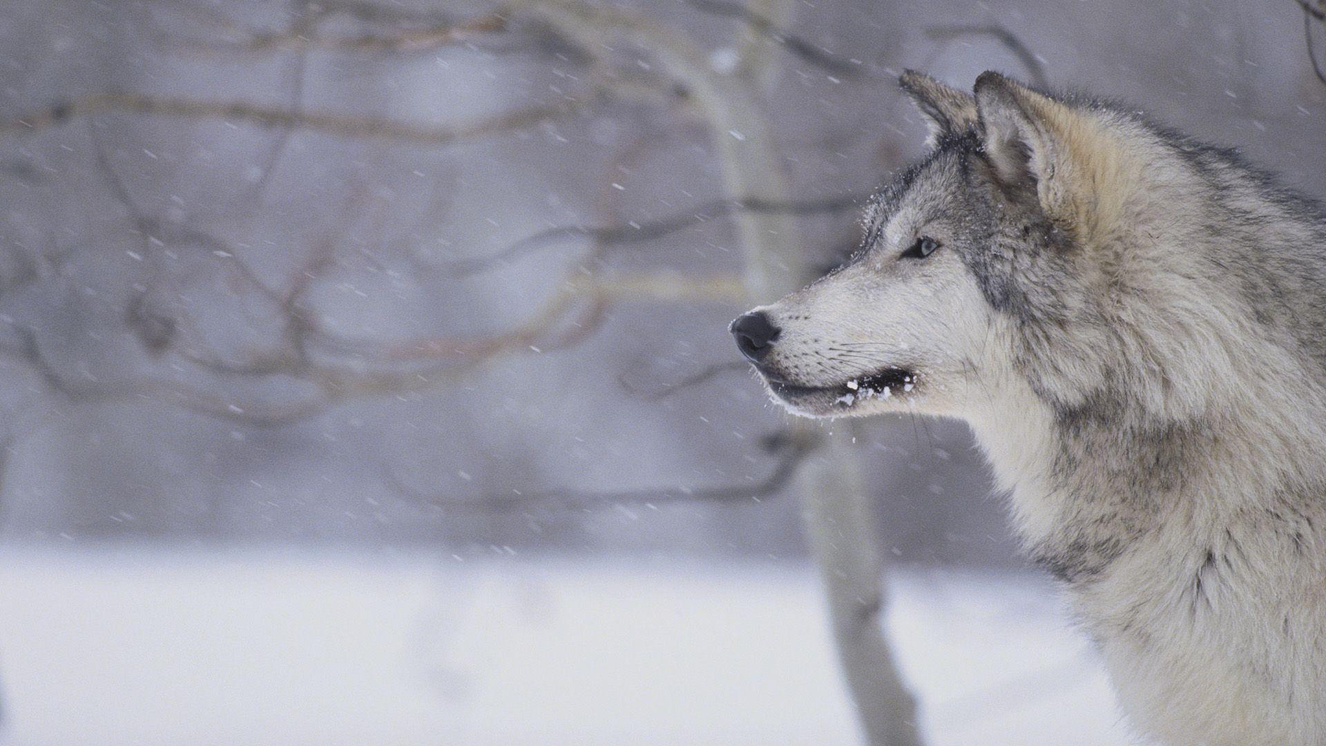 Gray Wolf In Snow Tweet Hd Wallpaper Animals Photo