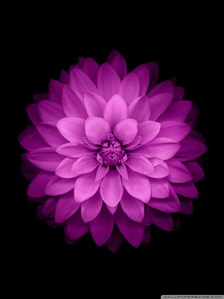 Apple Flower Ultra HD Desktop Background Wallpaper for 4K