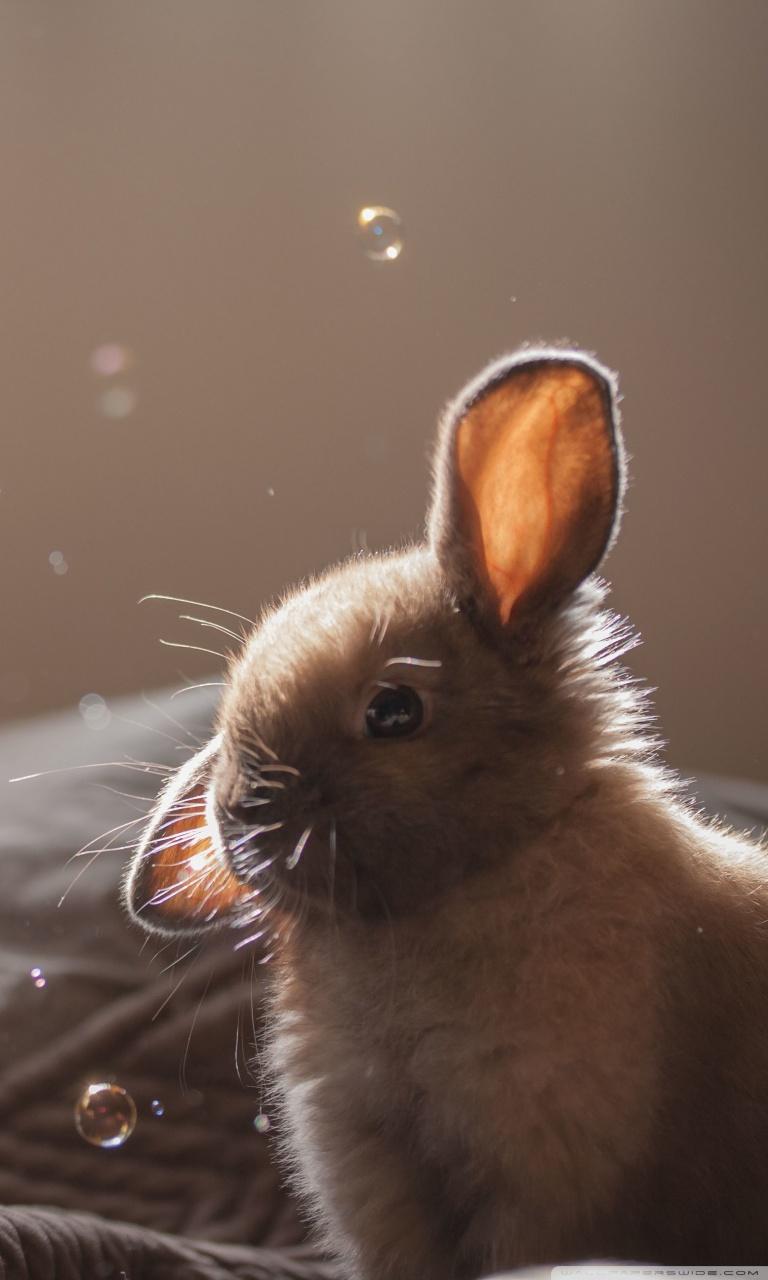 Cute Bunny Funny Face ❤ 4K HD Desktop Wallpaper for 4K