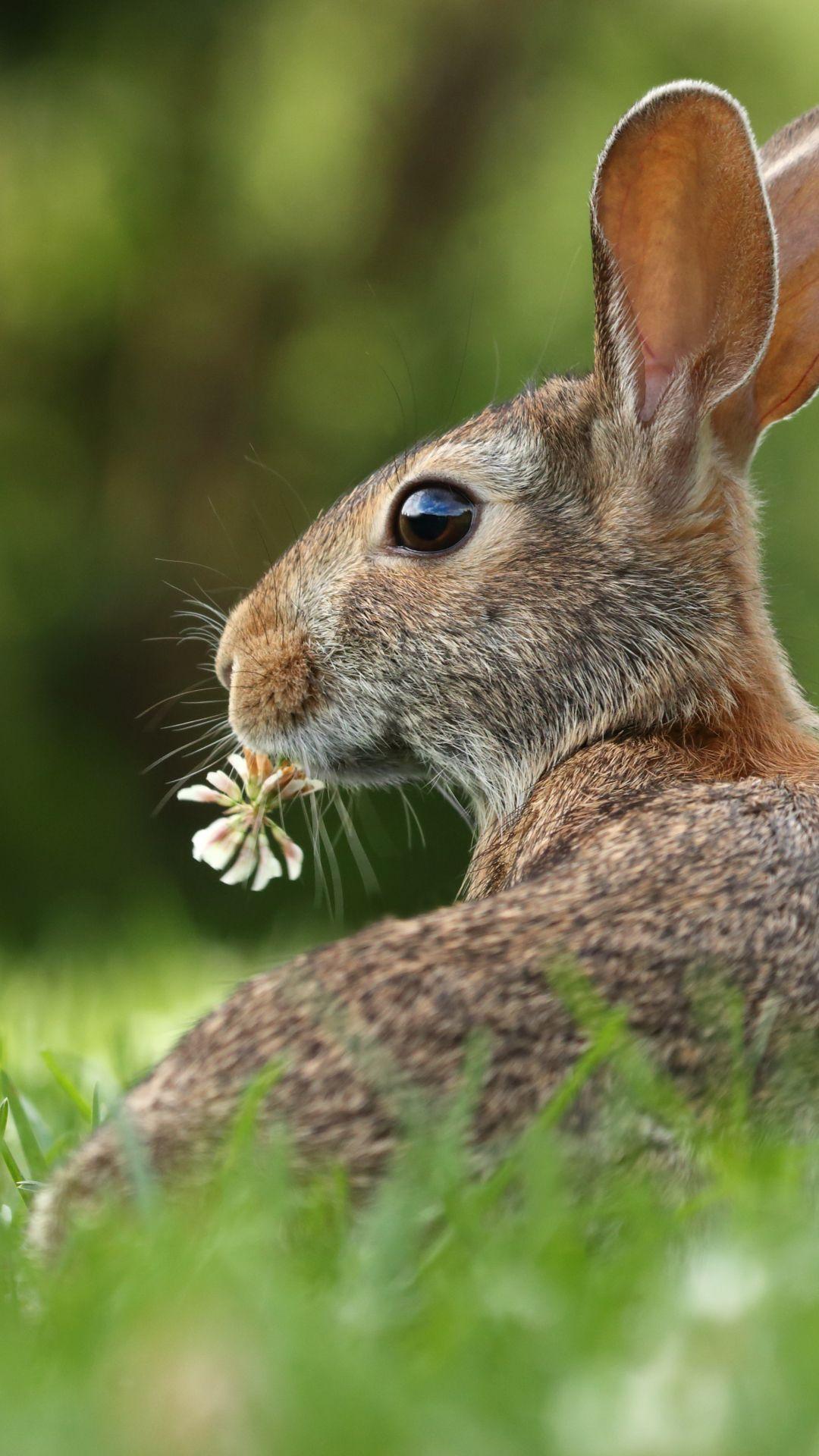 Rabbit Phone Wallpapers - Wallpaper Cave