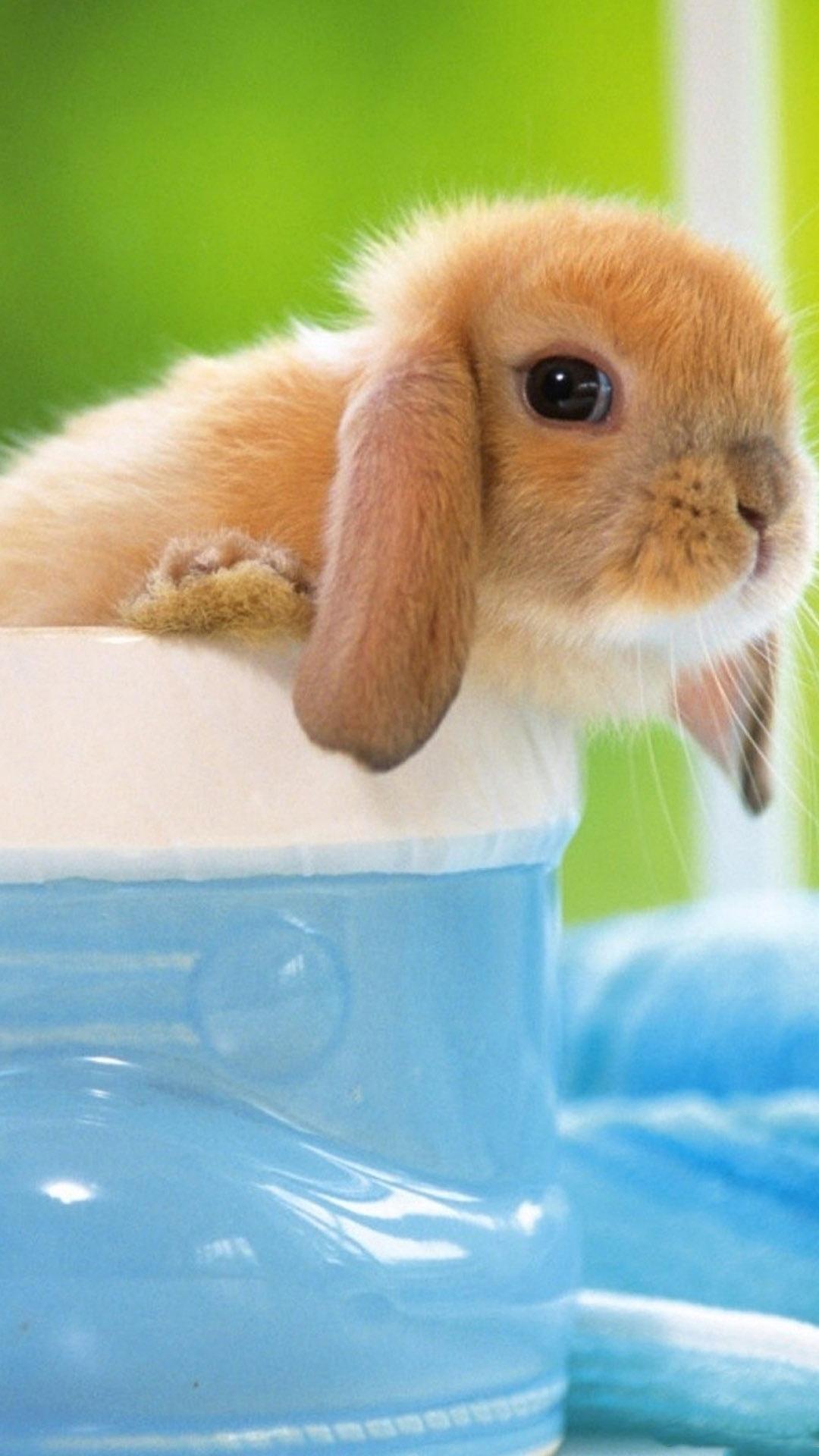 Cute Bunny Android Wallpaper free download
