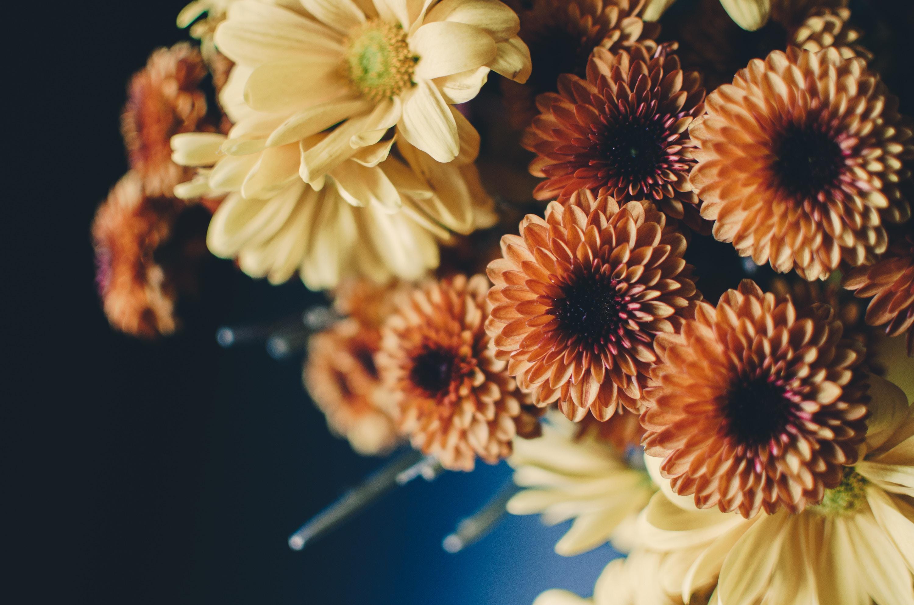 3000x1987 #yellow, #petal, #floral, #bokeh, #fresh