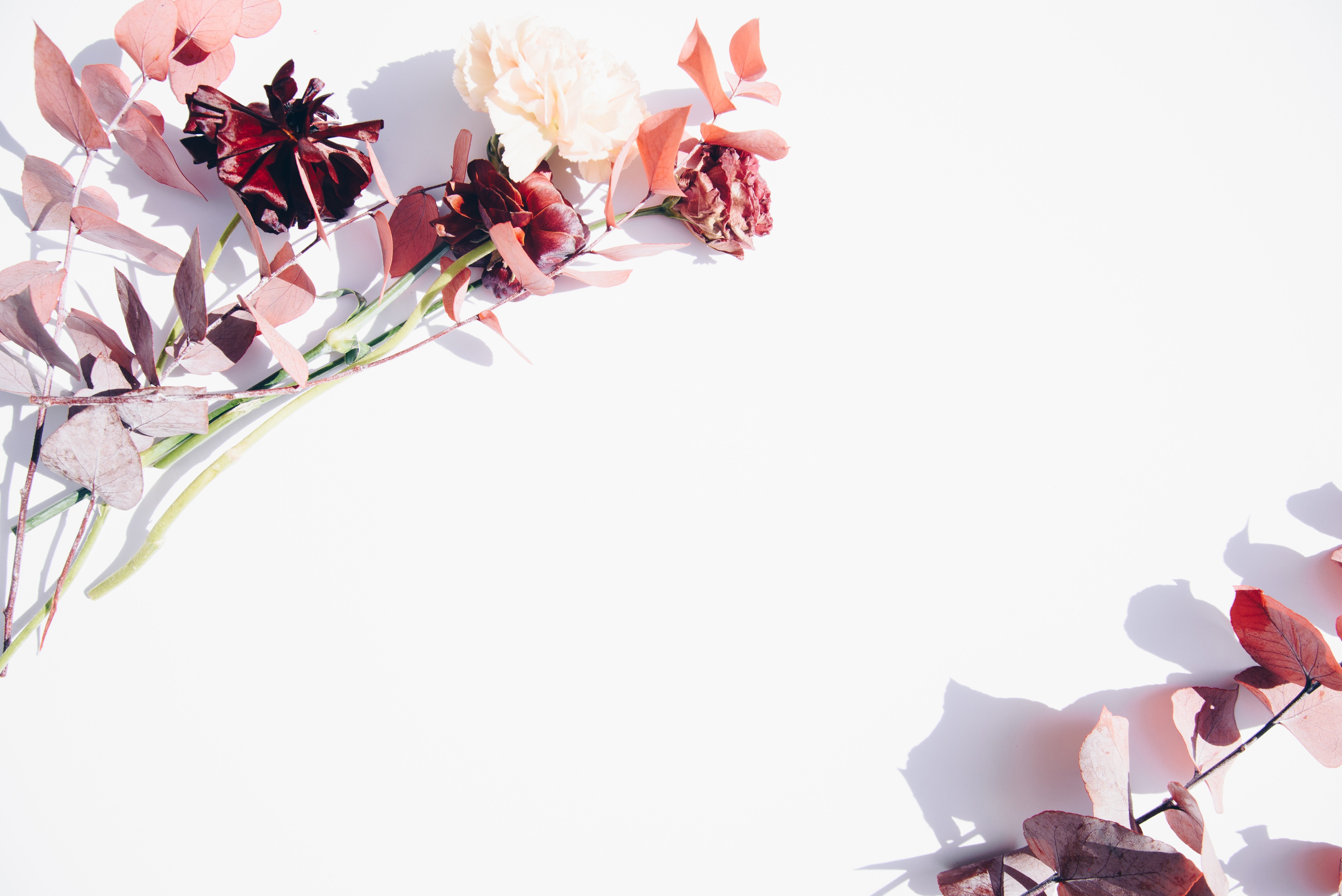 6016x4016 #botanical, #Free image, #floral, #red, #white, #natural, #background, #wallpaper, #leafe, #flower, #simple, #autumn, #mauve, #pink, #nature, #flatlay. Mocah.org HD Desktop Wallpaper