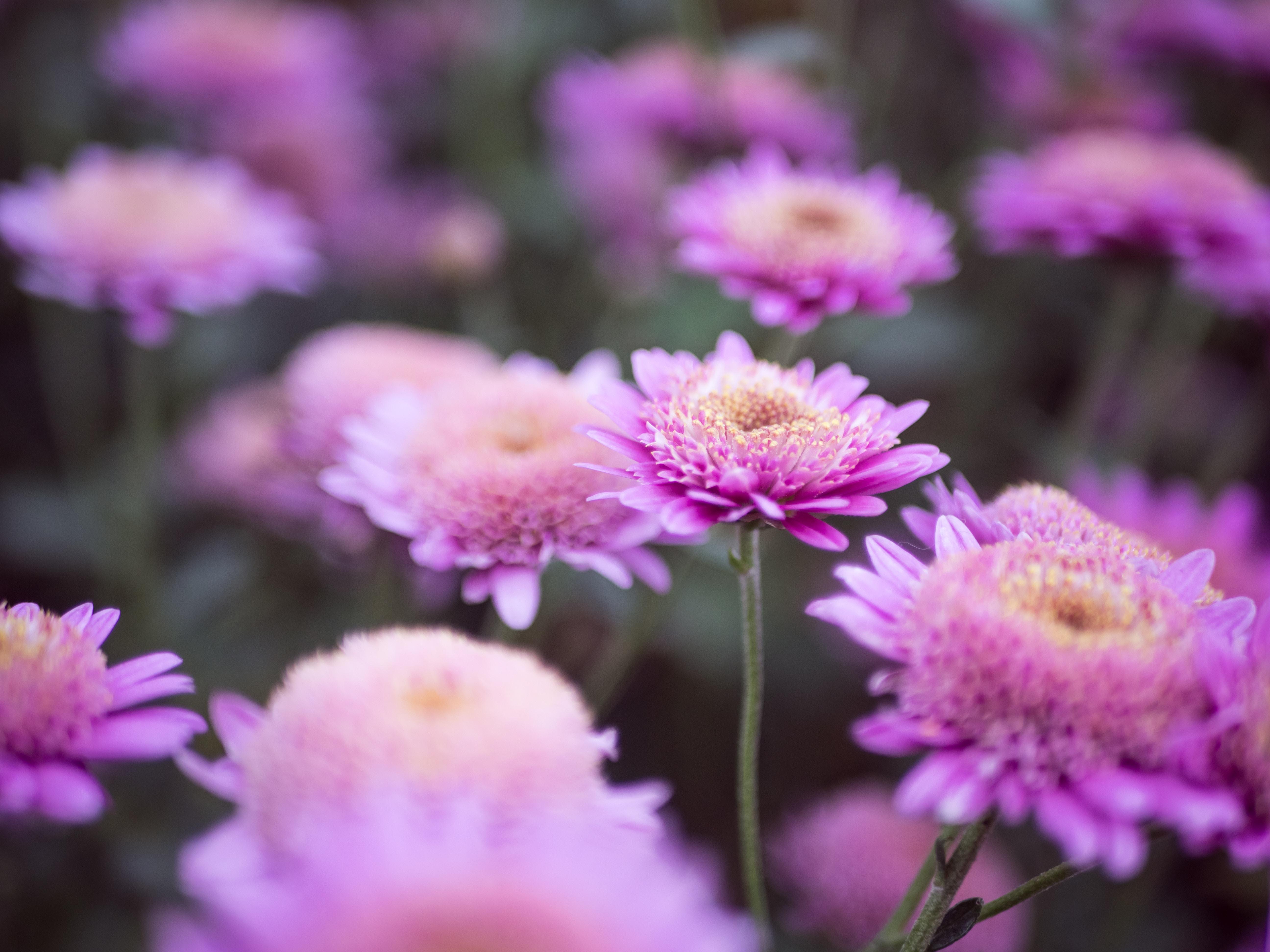 autumn flower wallpaper and background