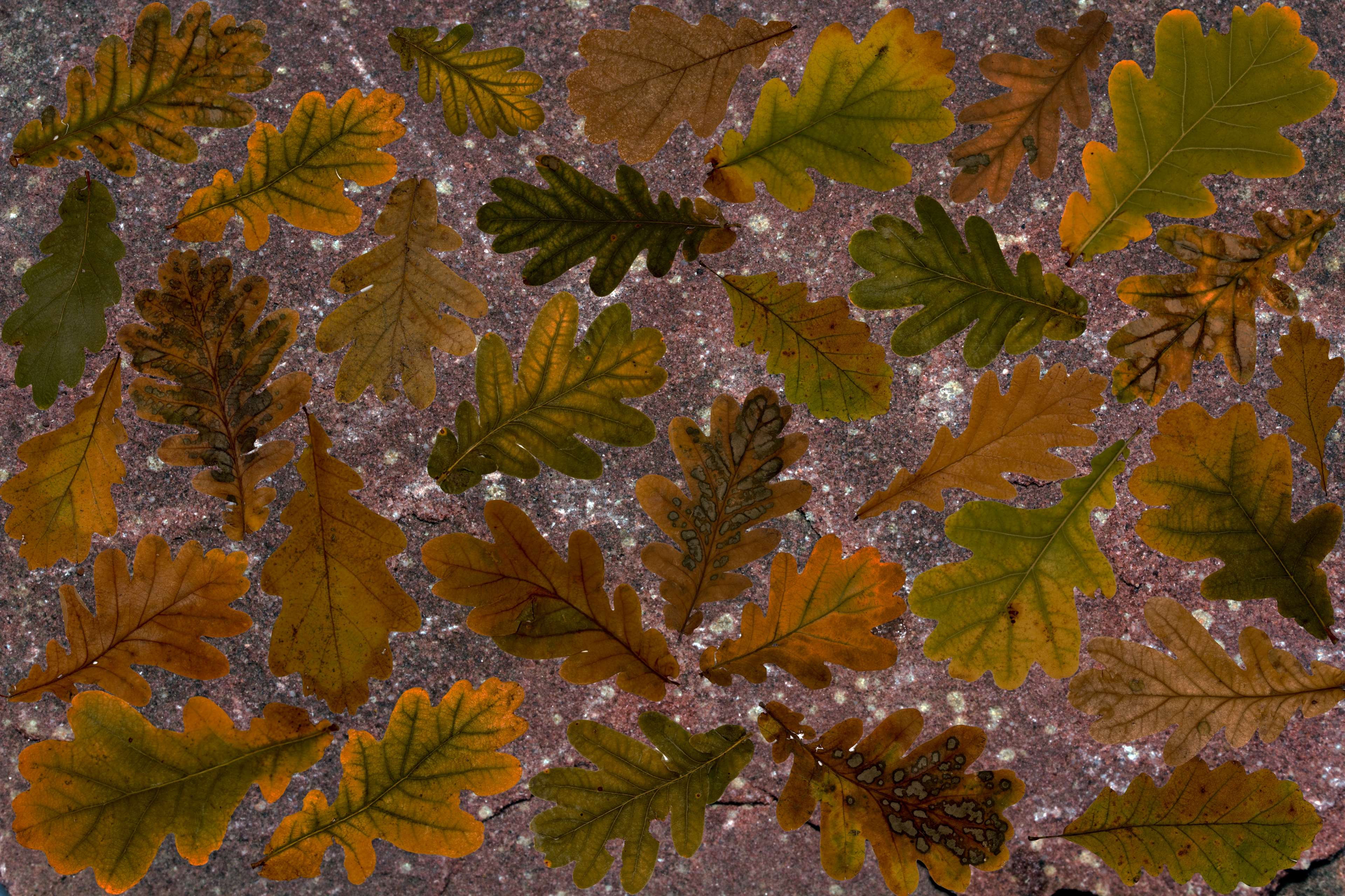 arrangement, autumn colours, background, boxer
