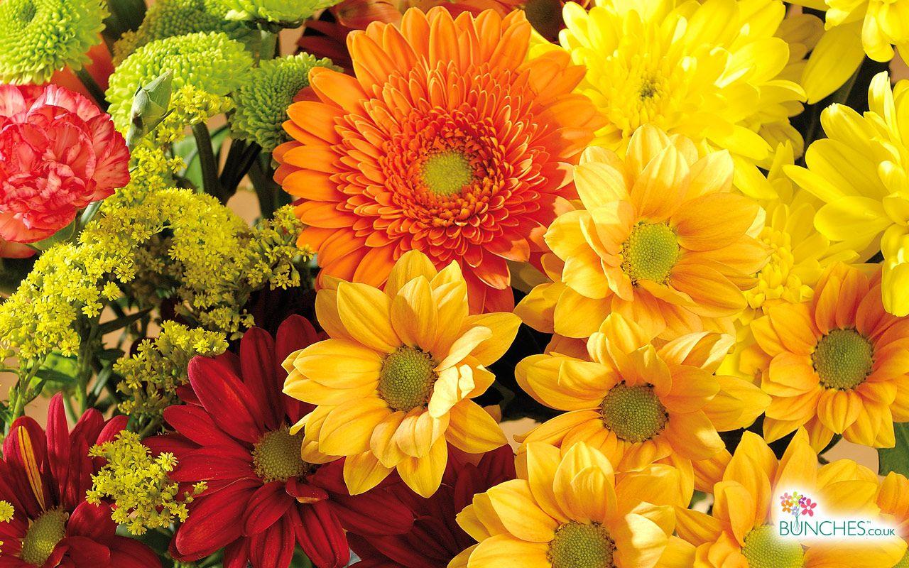 Unique Fall Flower Image Free. Top Collection of different