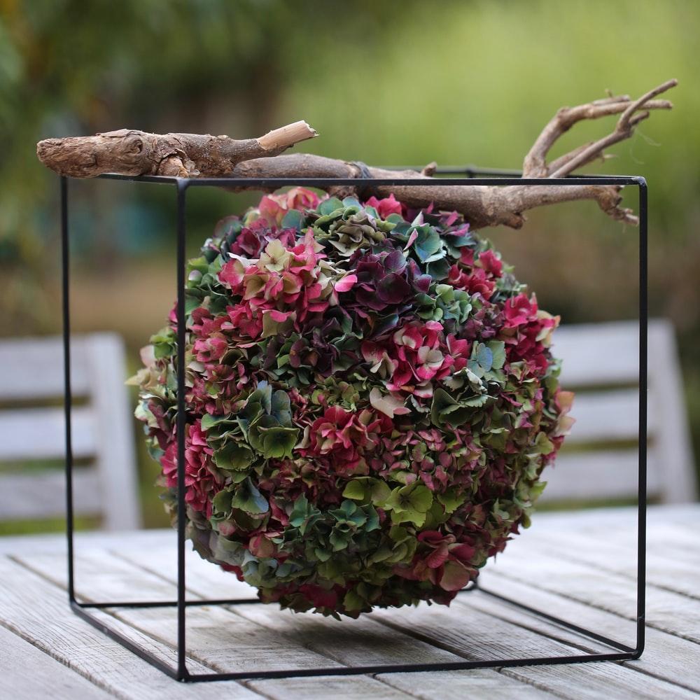 depth of field photography of multicolored petaled flower