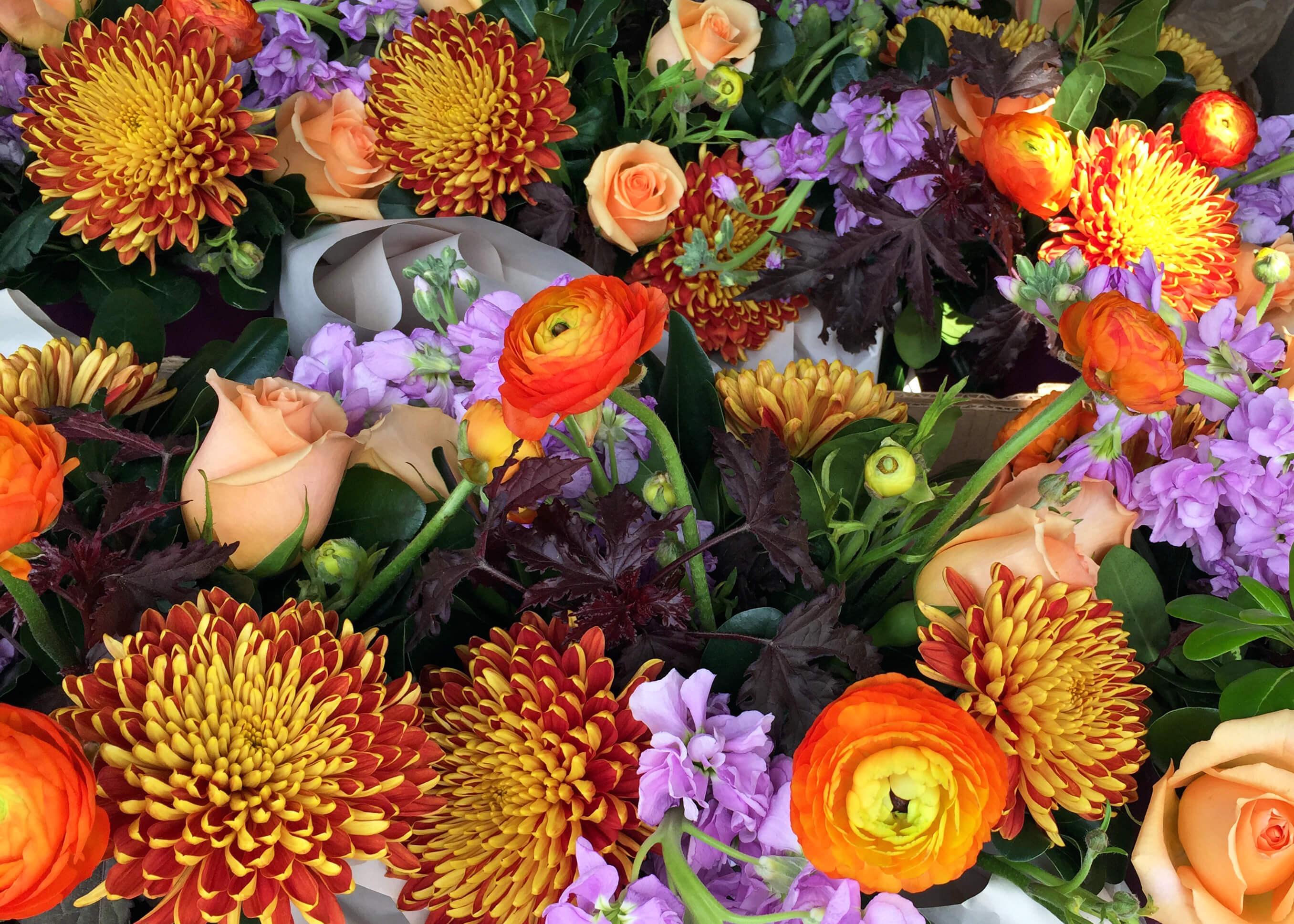 Beautiful Fall Flowers Image Image Flower and Rose