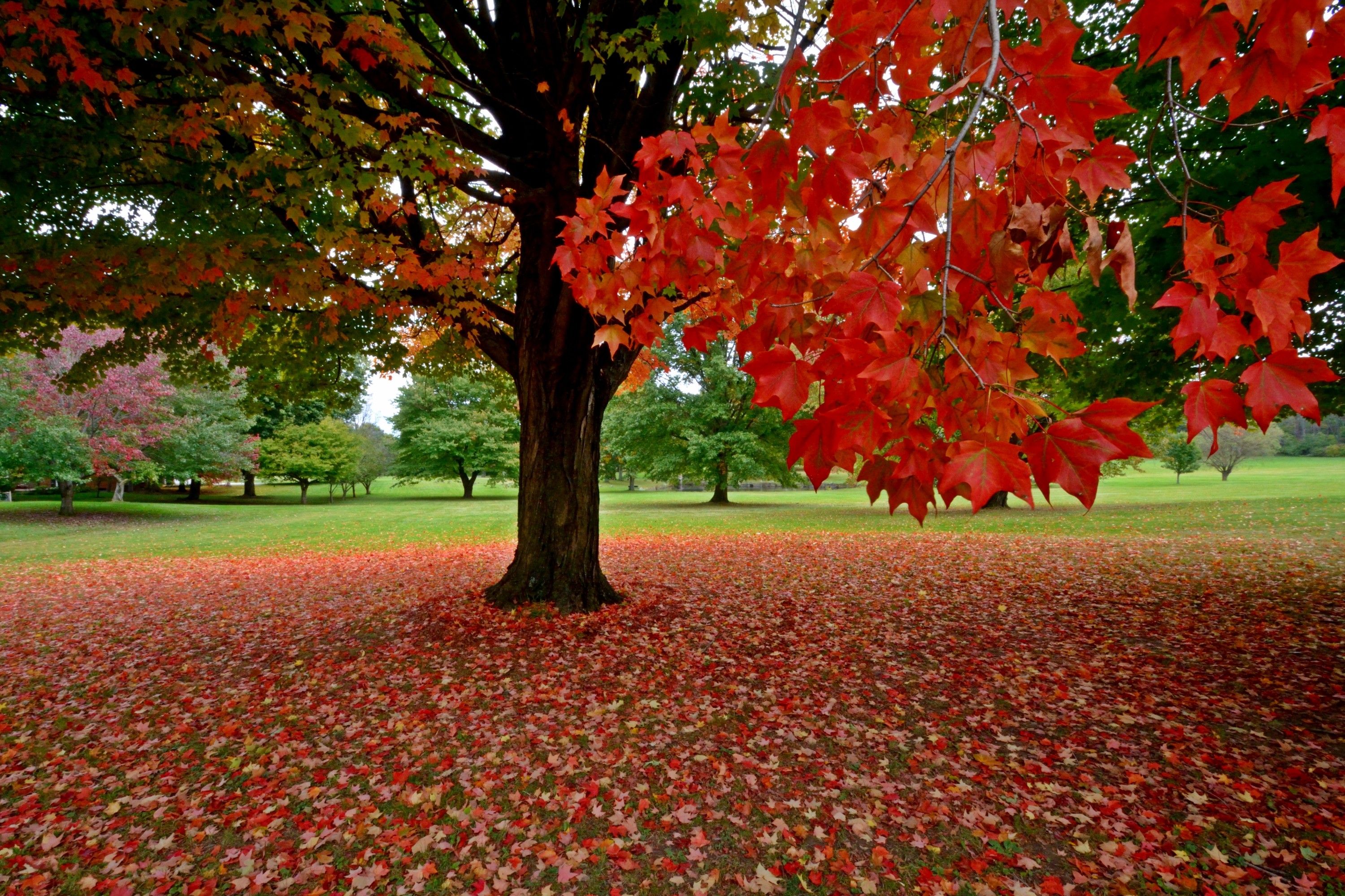 Autumn Glory Wallpapers - Wallpaper Cave