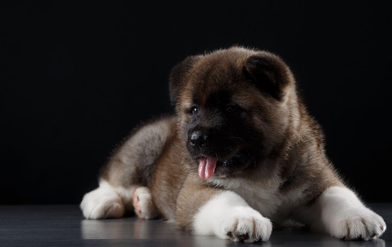 Wallpaper American Akita Dogs Paws Animals. Dogs Wolves