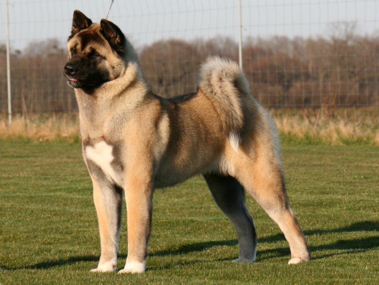 Fawn American Akita dog. Akita. American akita dog