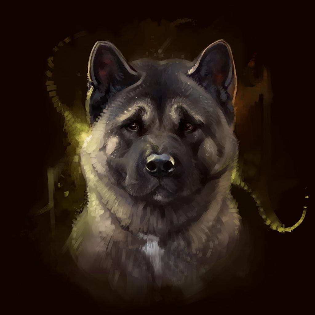 Photos animal Dogs American Akita Snout Staring Painting Art