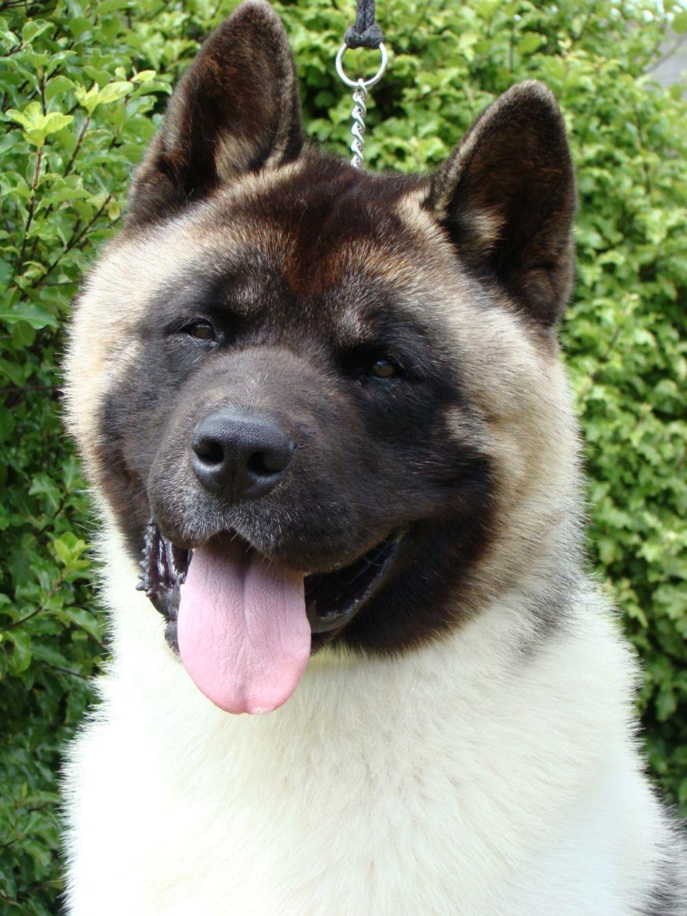 American Akita the teddy bear dog. Akitas. Akita dog
