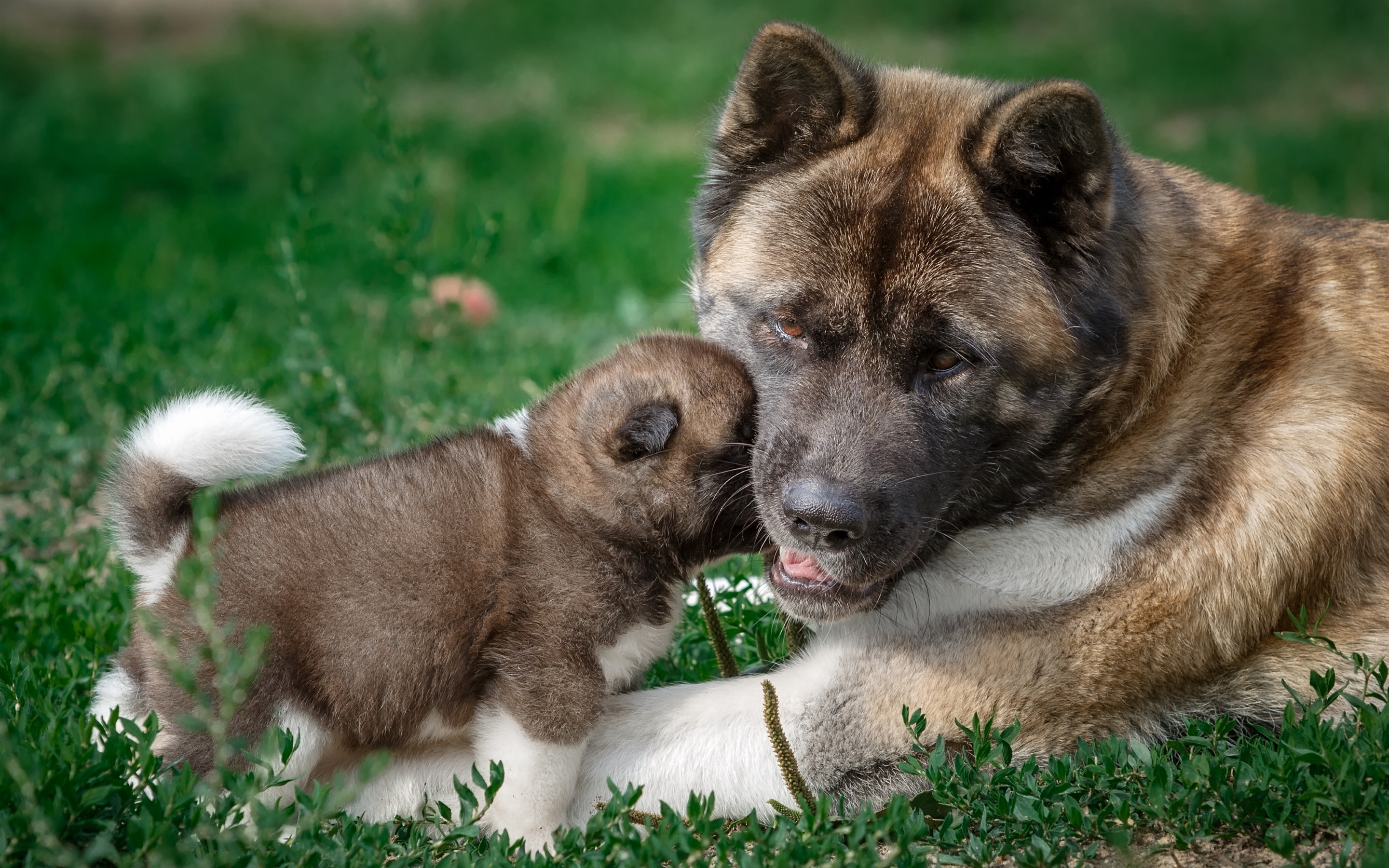 Wallpaper American Akita dog, mother and puppy 2880x1800 HD