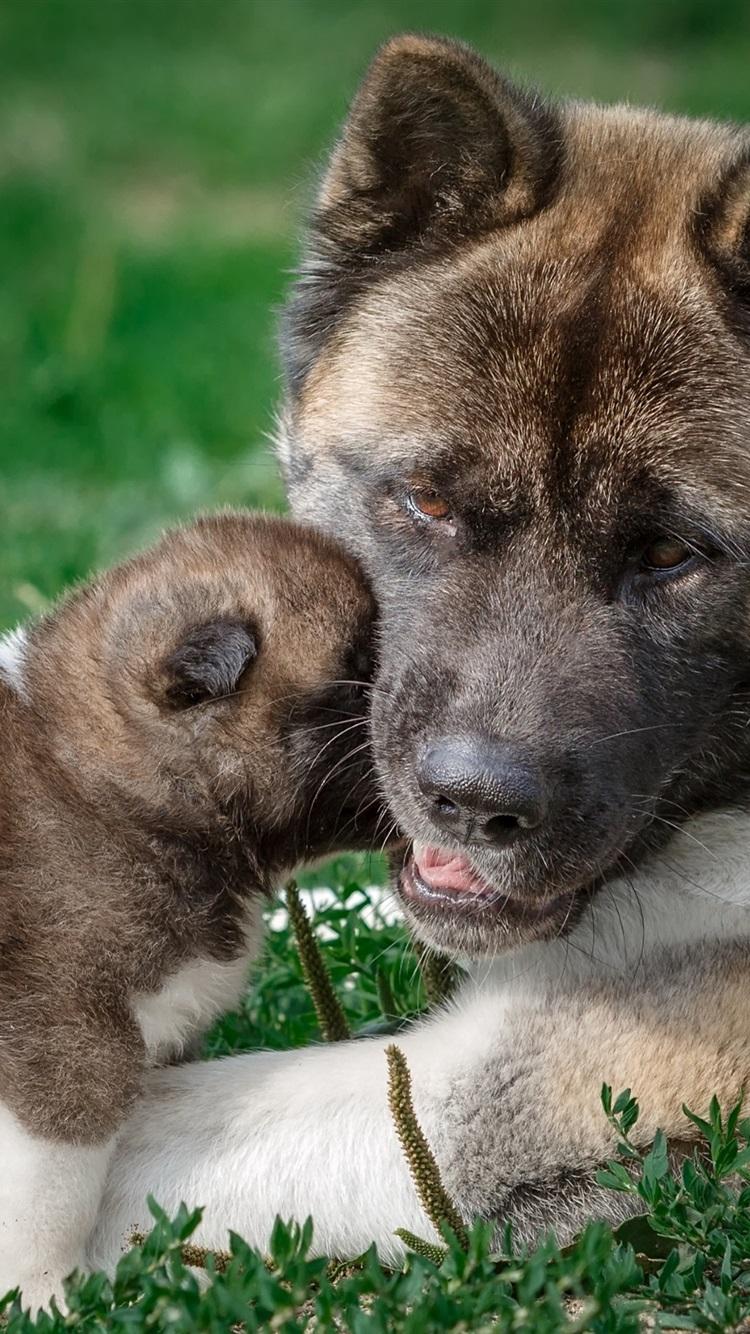 American Akita Dog, Mother And Puppy 750x1334 IPhone 8 7 6