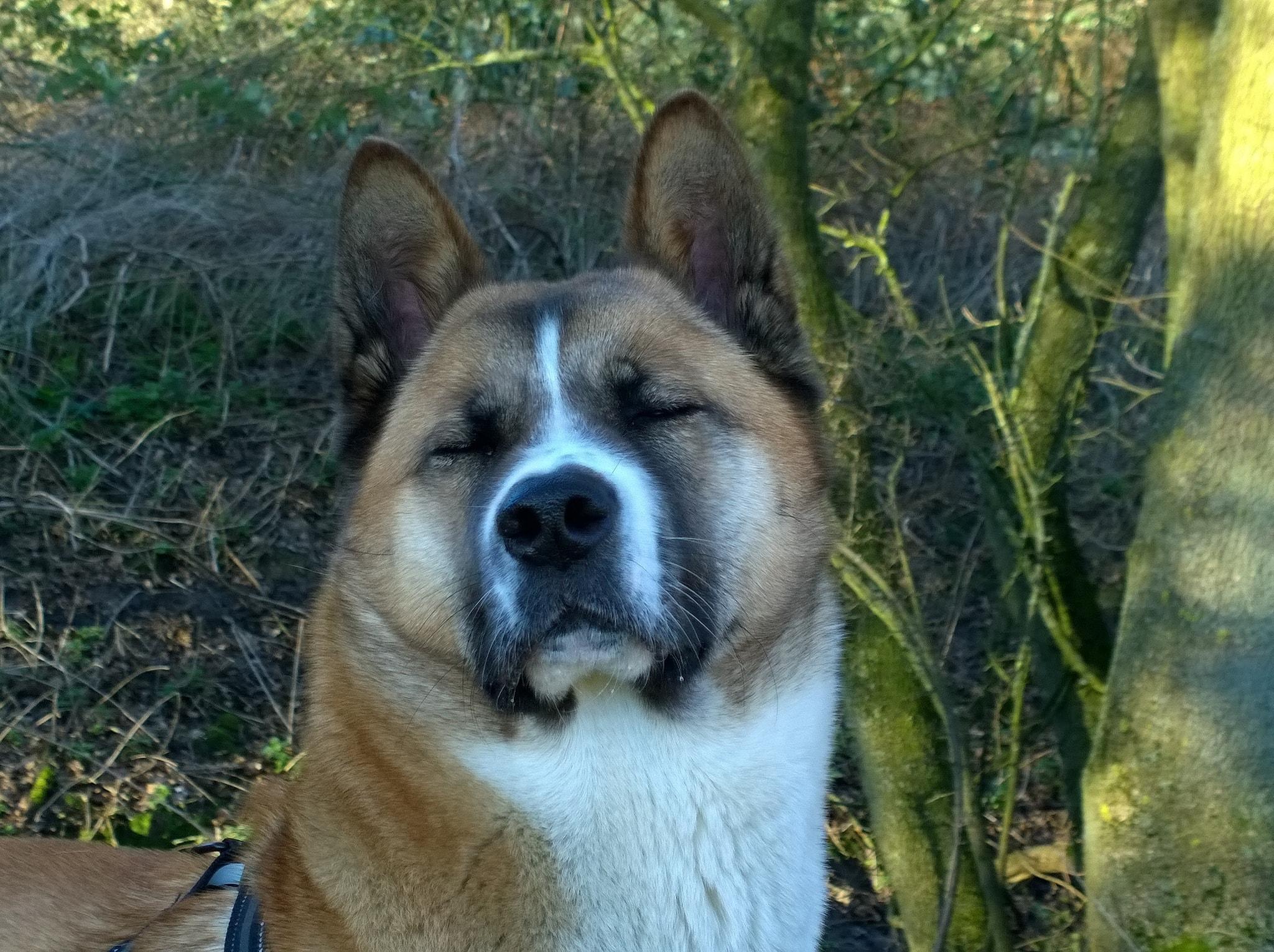 American Akita HD Wallpaperwallpaper.net