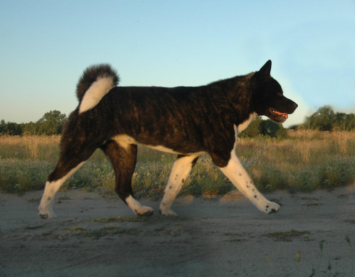 American Akita Cooper walking photo and wallpaper. Beautiful
