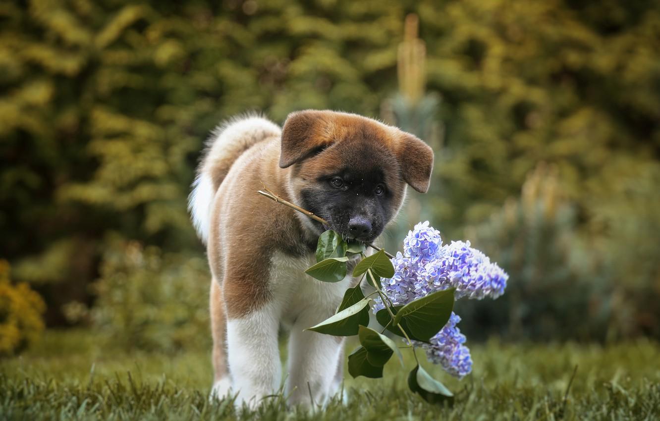 Wallpaper dog, puppy, lilac, bokeh, American Akita, branch