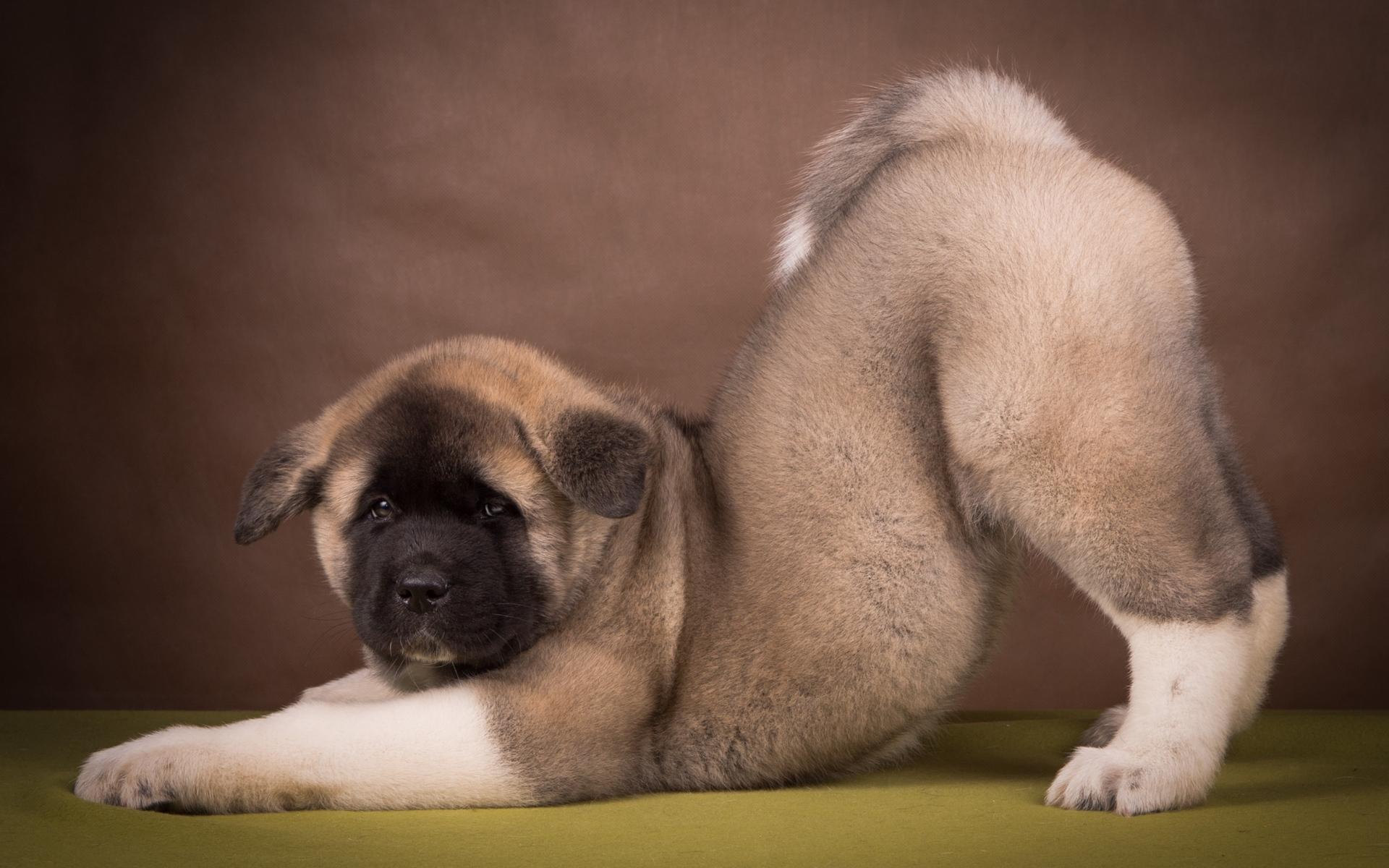 Download wallpaper 1920x1200 american akita, puppy, funny