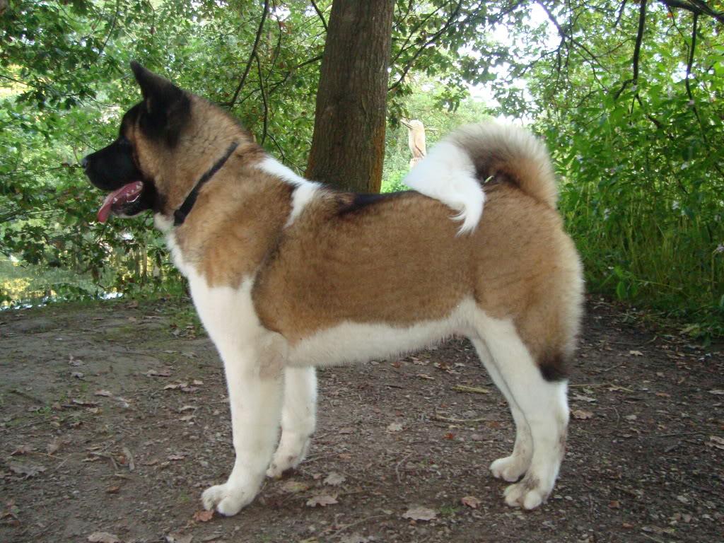 Picture of an akita. Quality Picture on Animal Picture Society