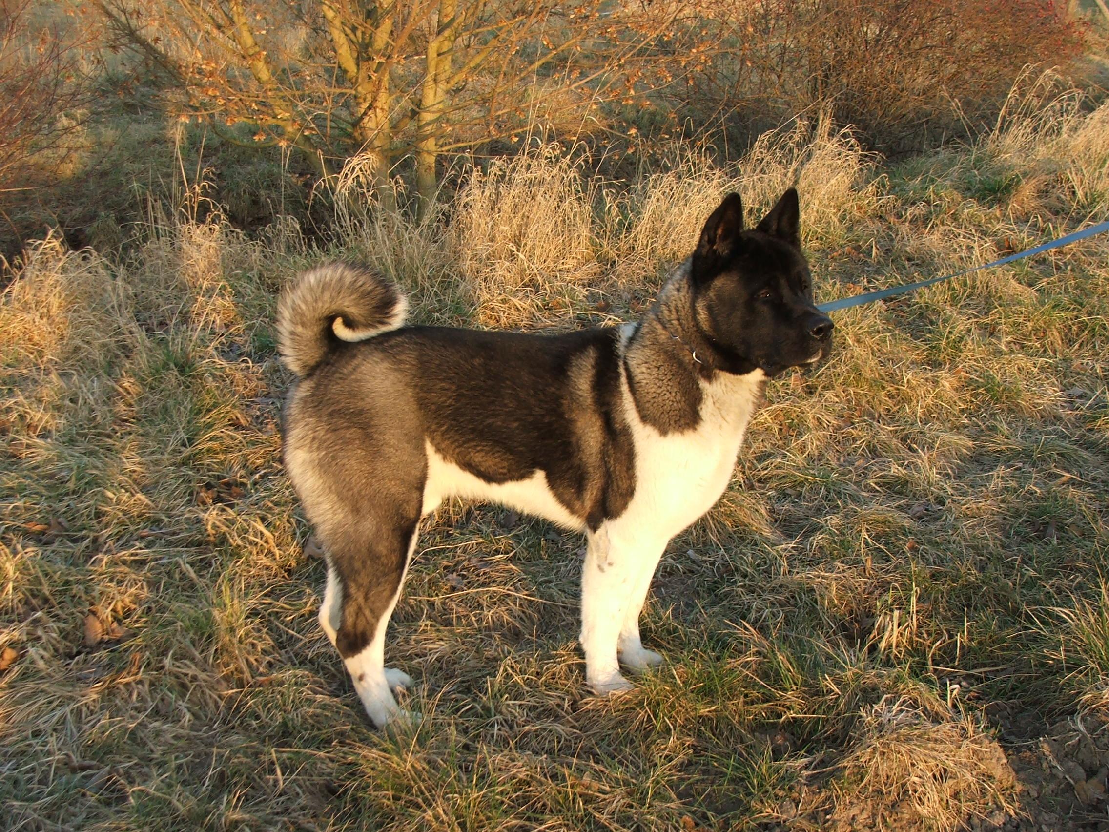 American Akita on the walk in the forest photo and wallpaper