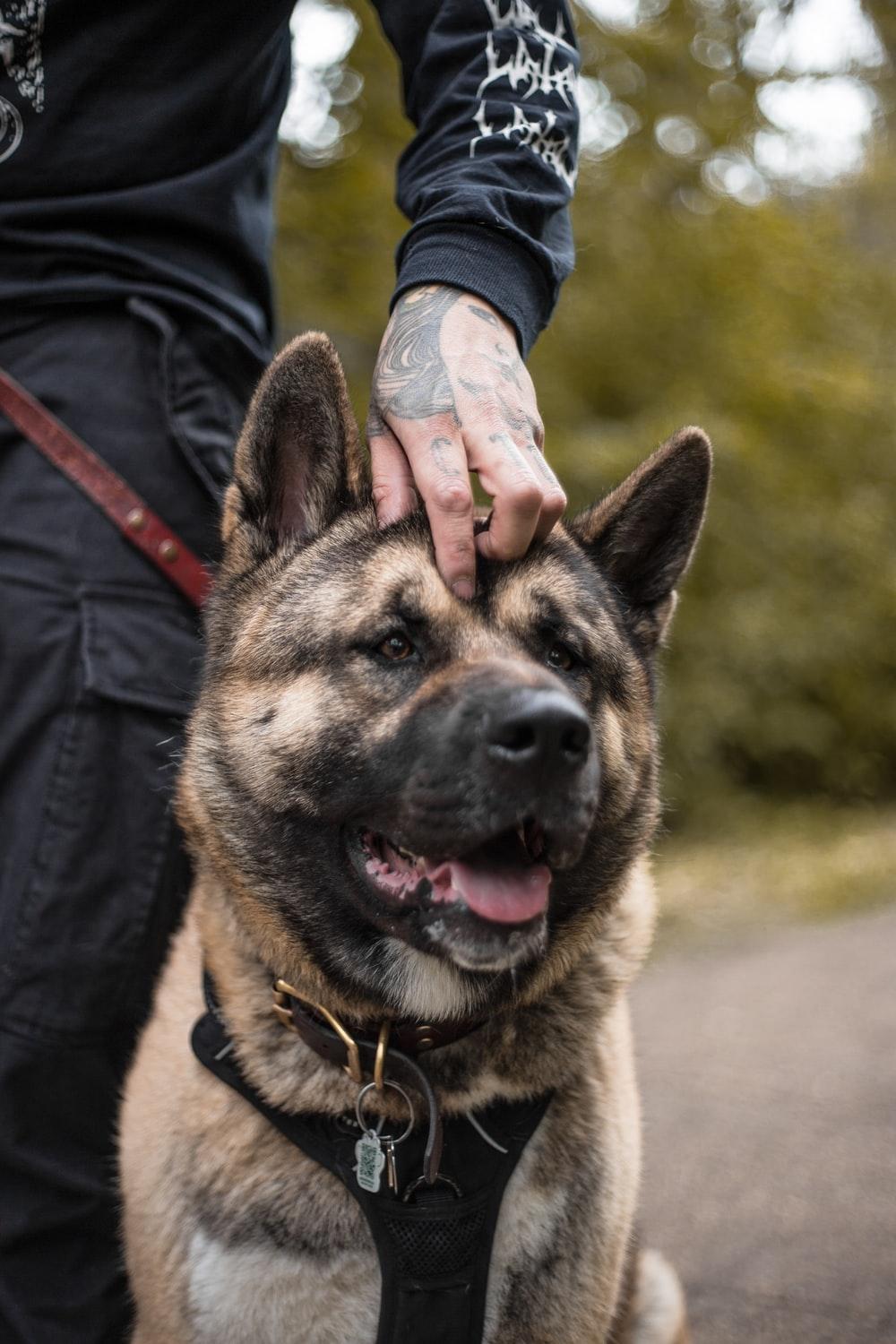 Police Dog Picture. Download Free Image