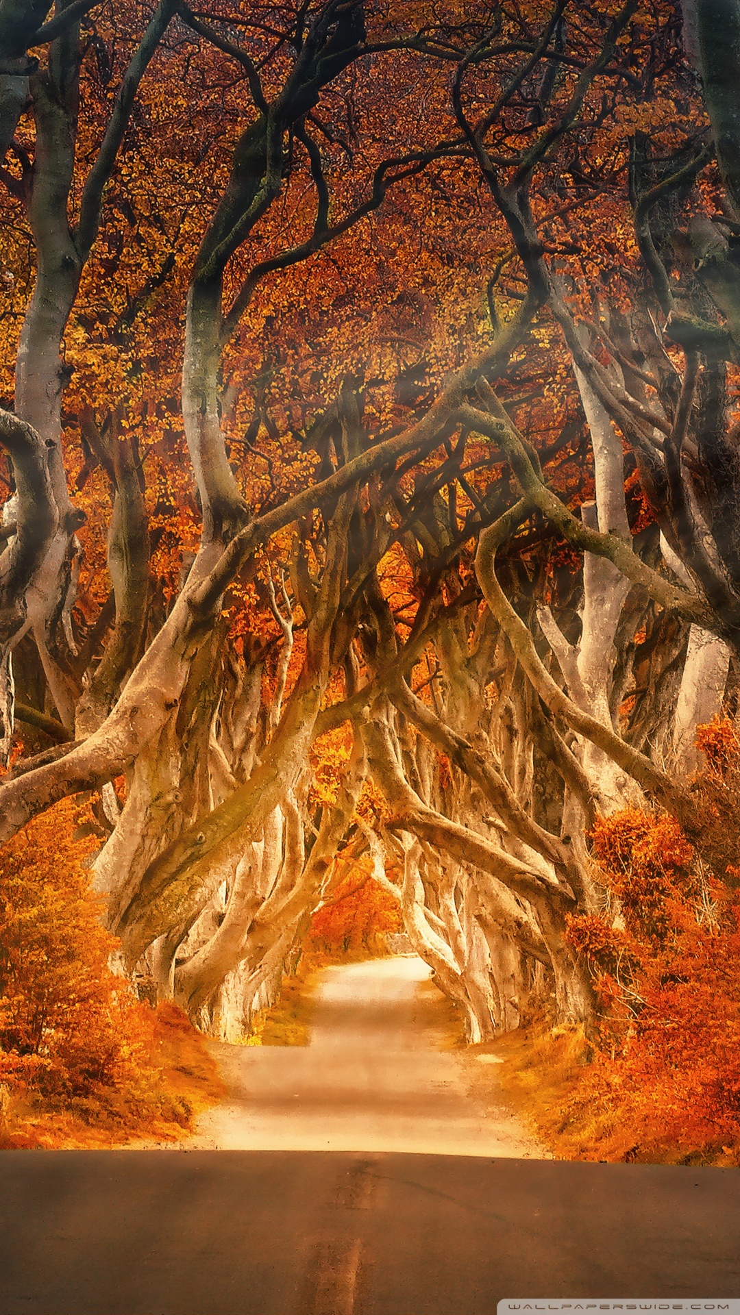 Autumn Aesthetic ❤ 4K HD Desktop Wallpaper for 4K Ultra HD