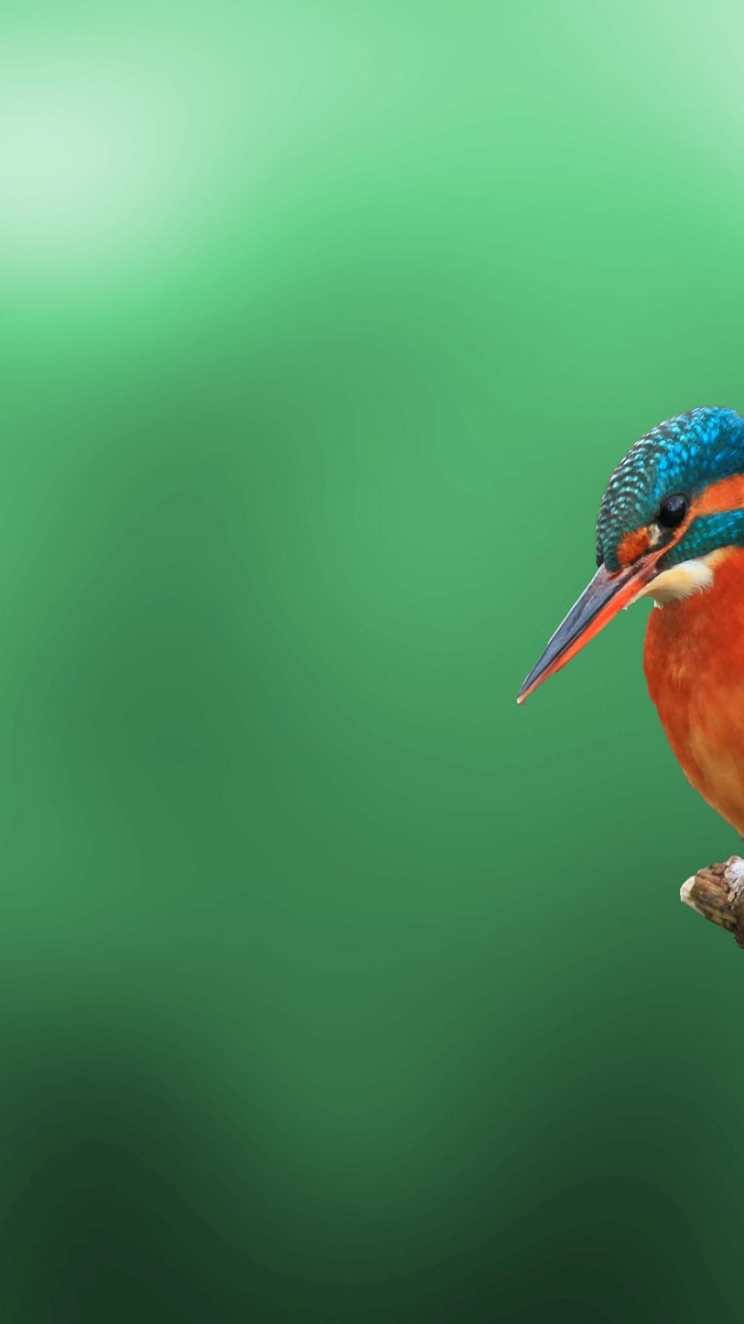 Kingfisher Bird 4K HD Wallpaper iPhone 6 / 6S Plus