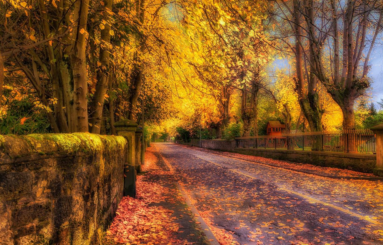 Wallpaper autumn, leaves, trees, nature, street, HDR, trees, autumn, gold, foliage image for desktop, section природа