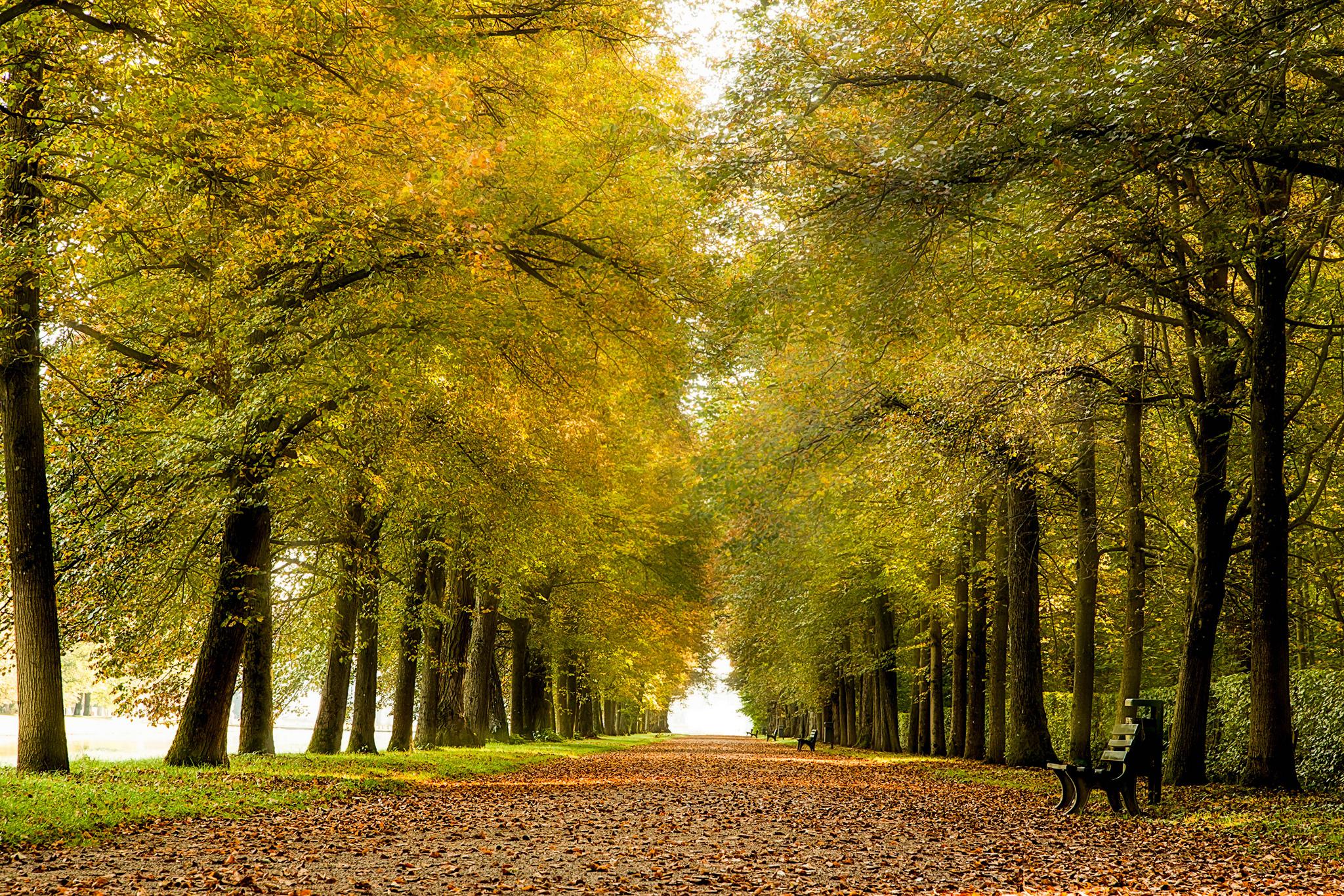 Autumn Avenue Wallpapers - Wallpaper Cave