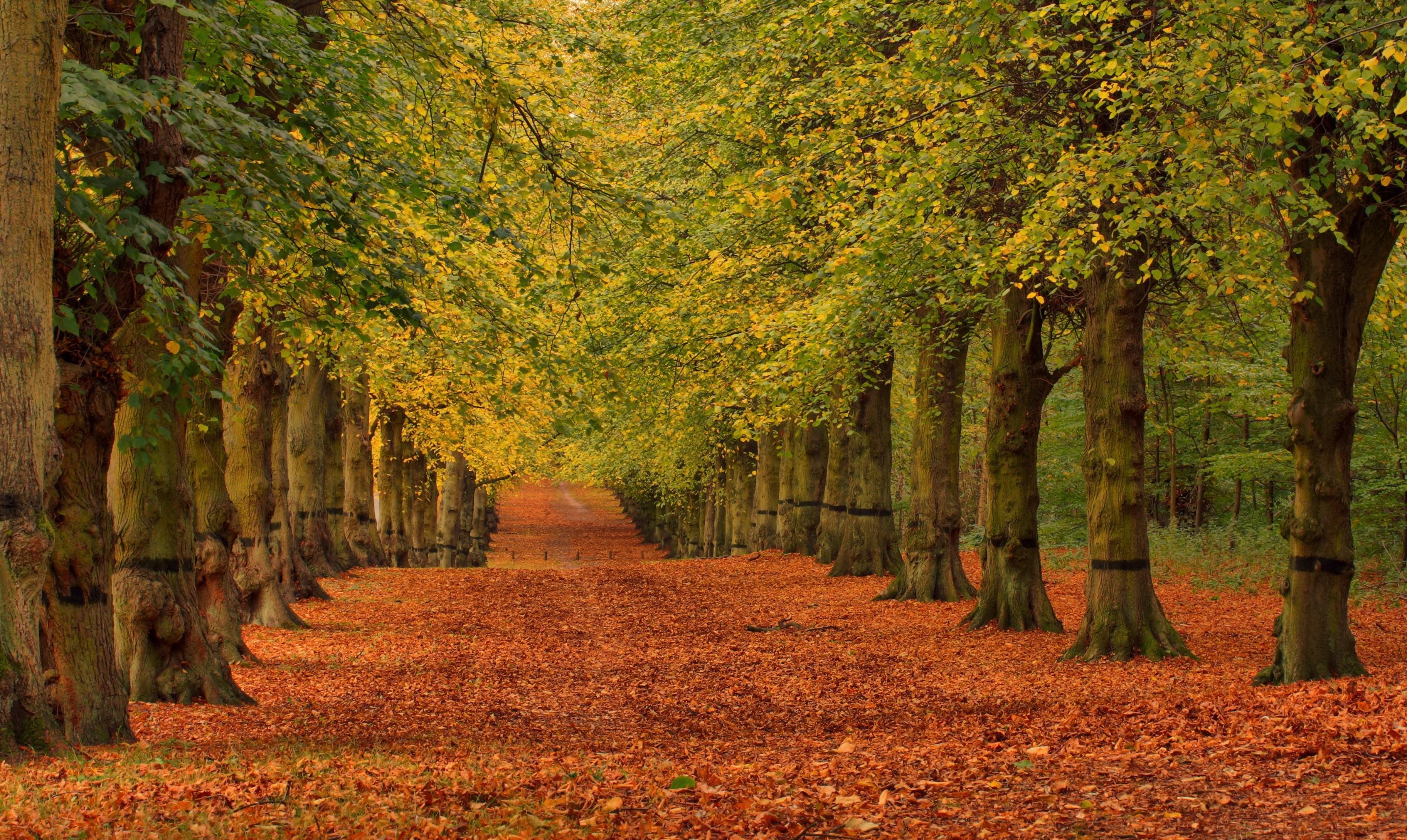 Autumn Avenue Wallpapers - Wallpaper Cave