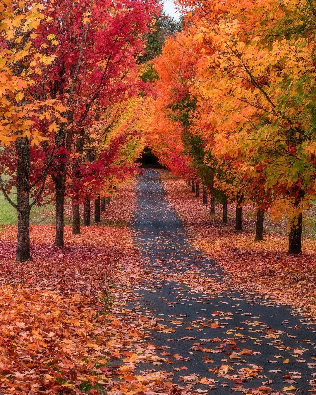 Autumn Avenue Wallpapers - Wallpaper Cave