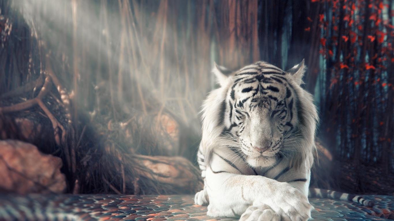 Anime White Tiger Wallpapers - Wallpaper Cave