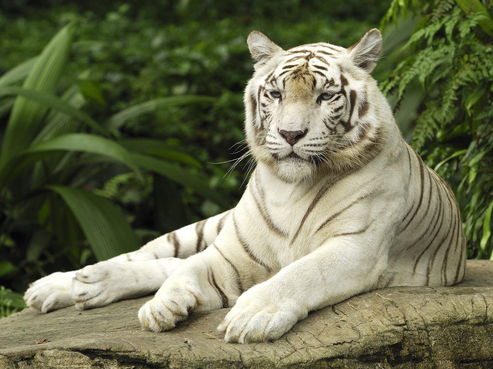 1600x1200 tiger animals nature white tigers