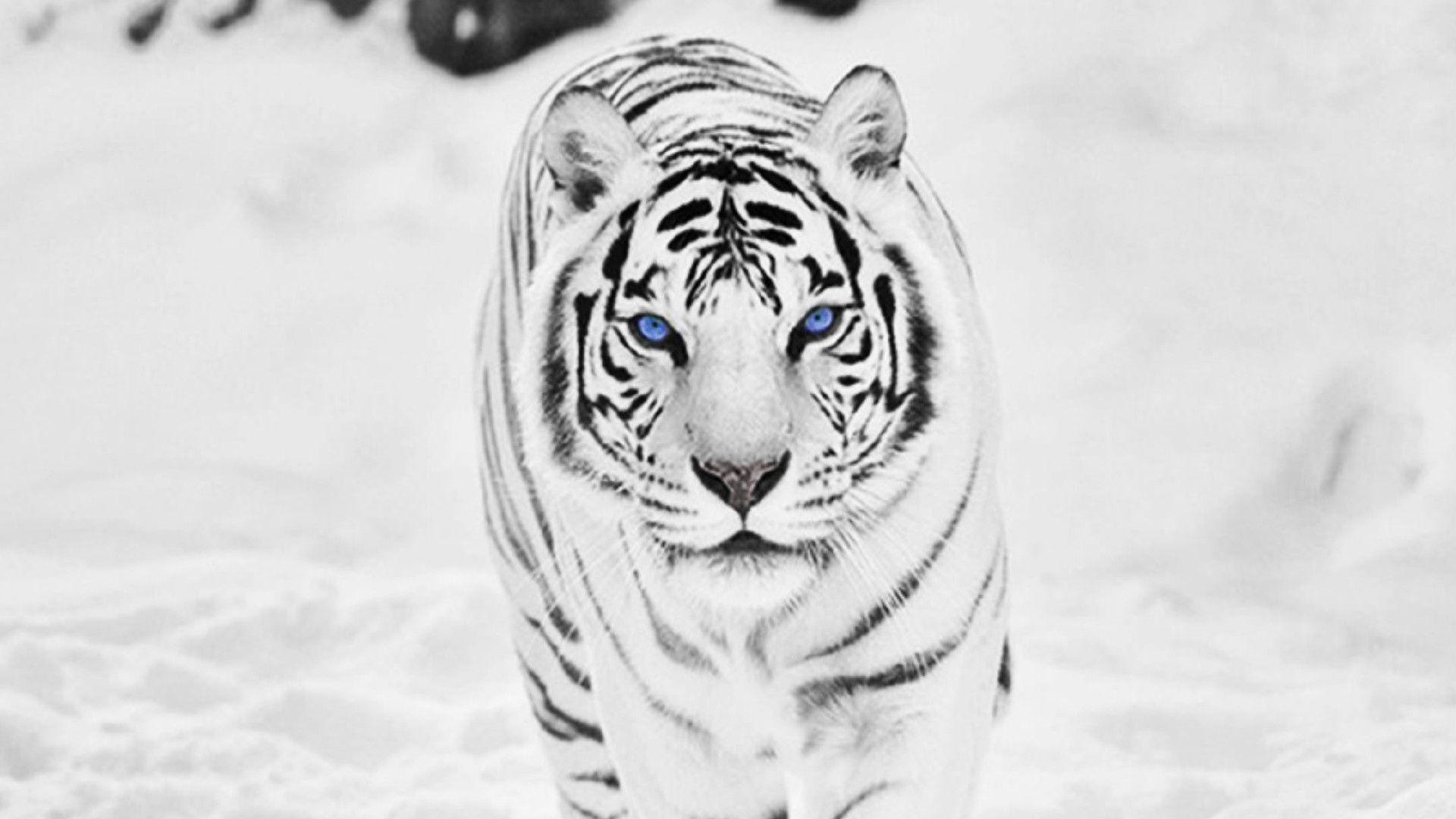 White Tiger HD Desktop Wallpaper Free White Tiger HD Desktop Background