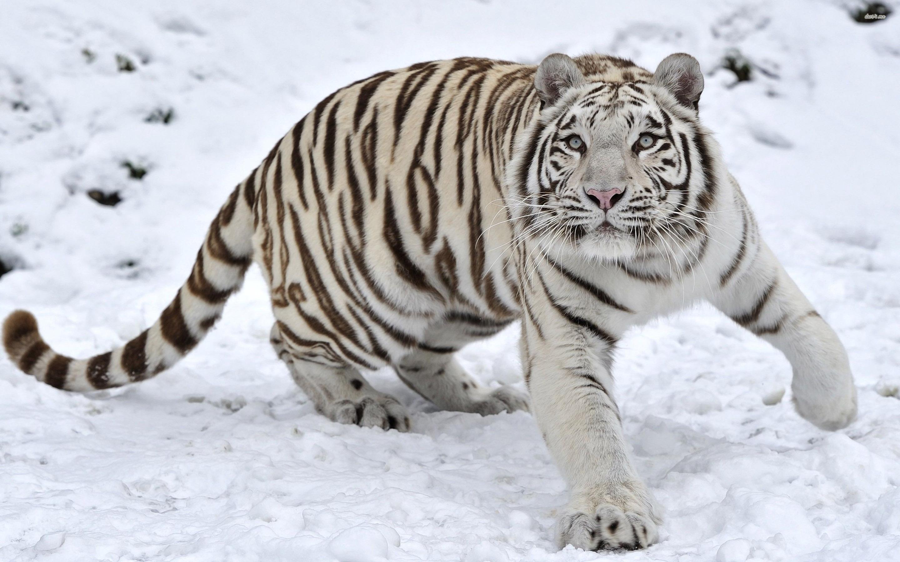 White tiger in the snow wallpaper wallpaper
