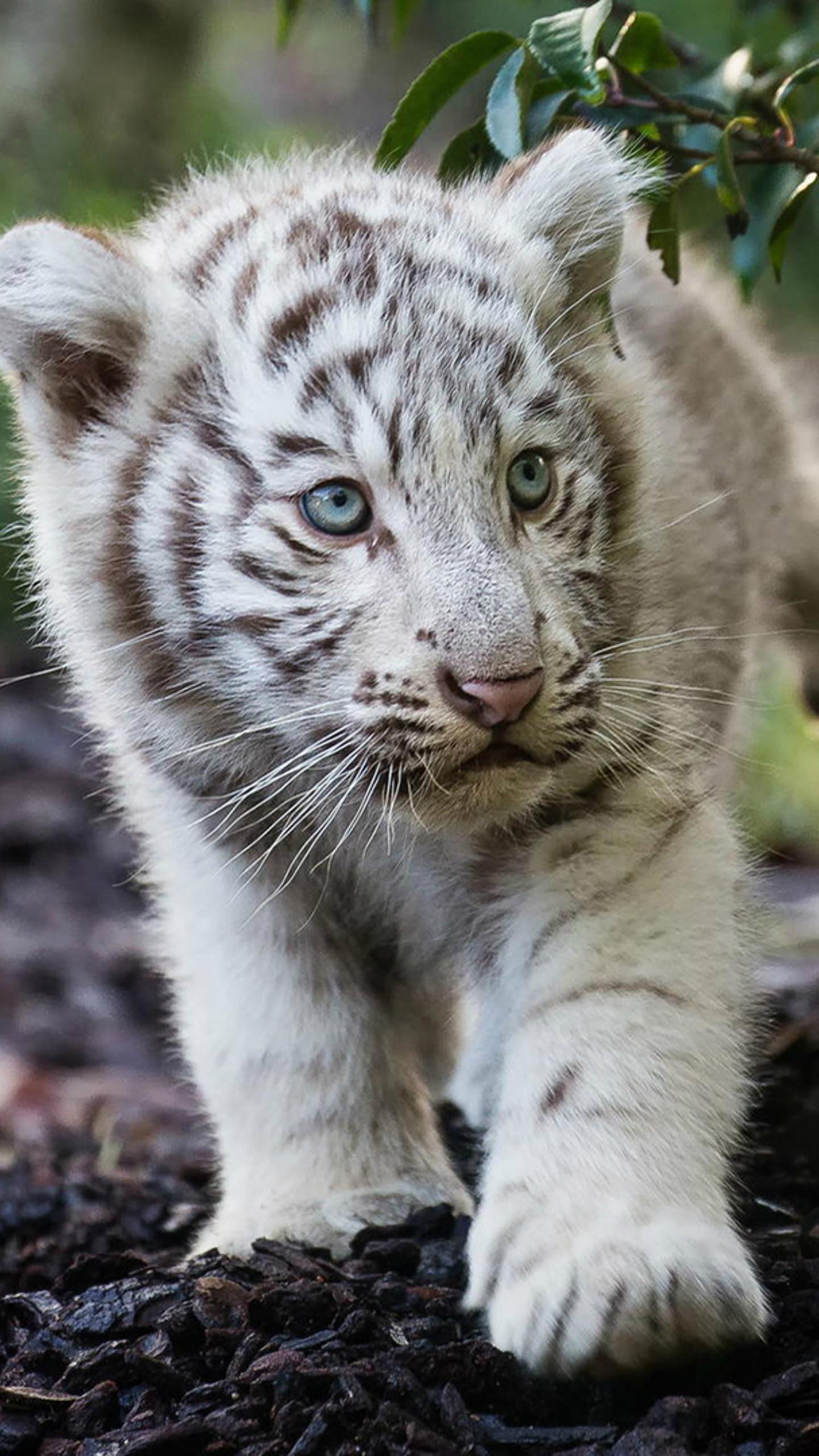 White Tiger Cub Wallpaper