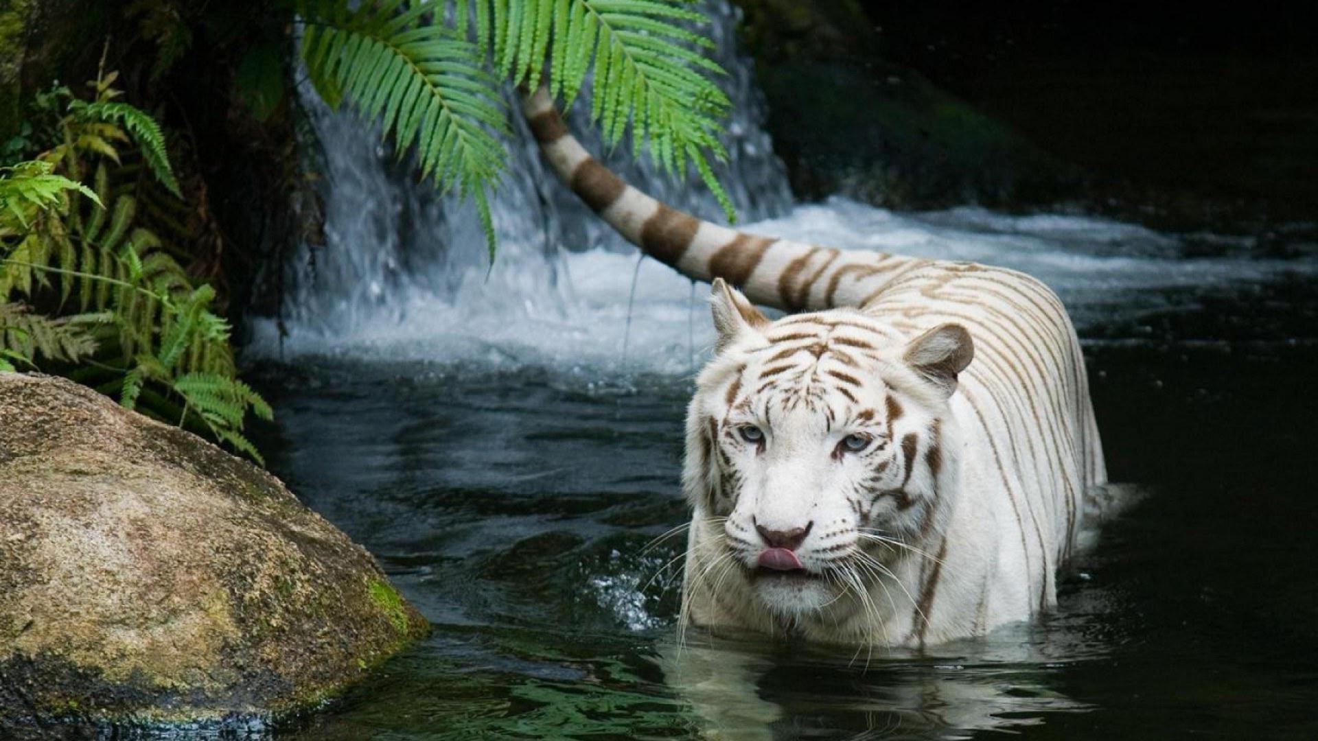 White tiger is on the river